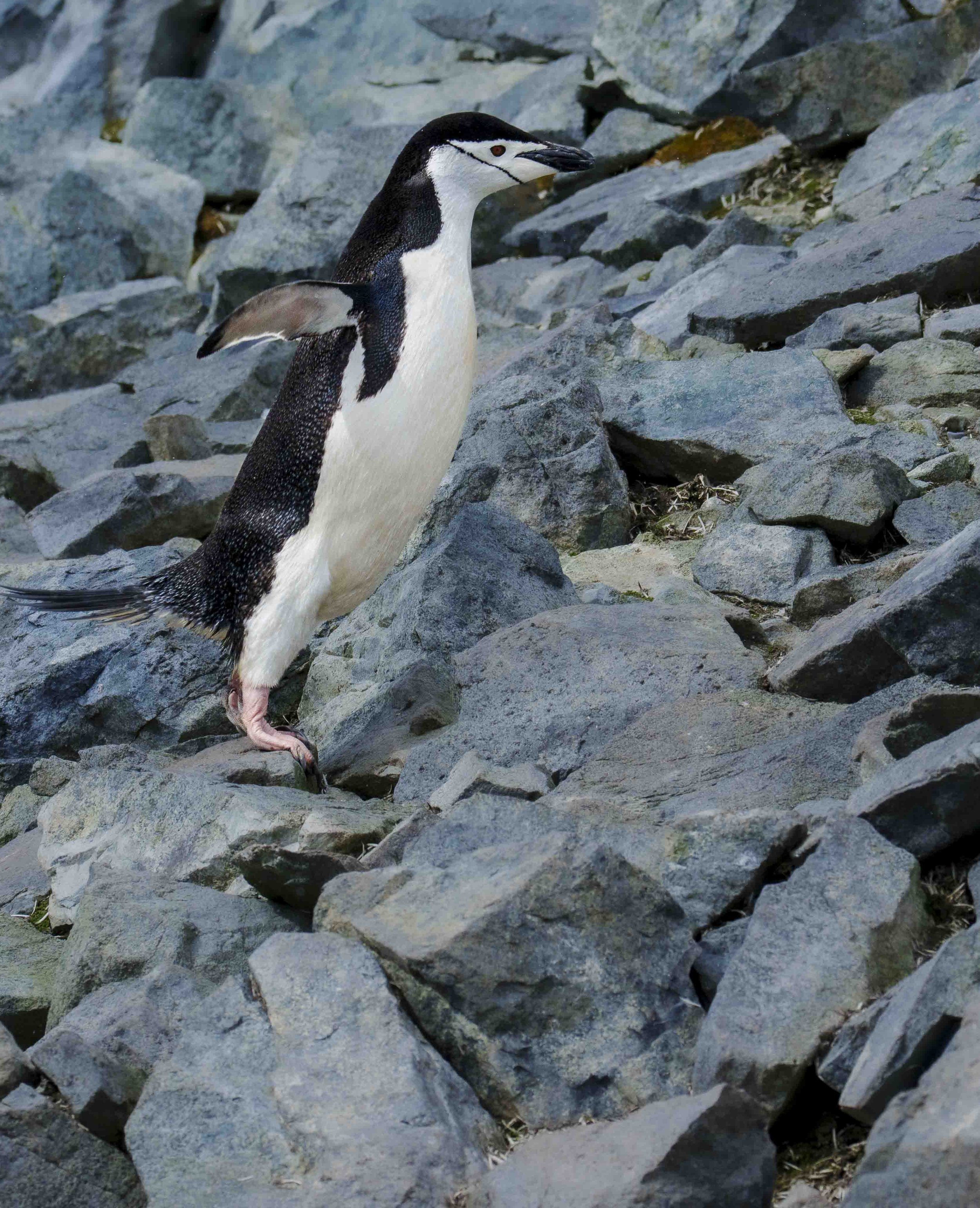 Rockhopper.jpg