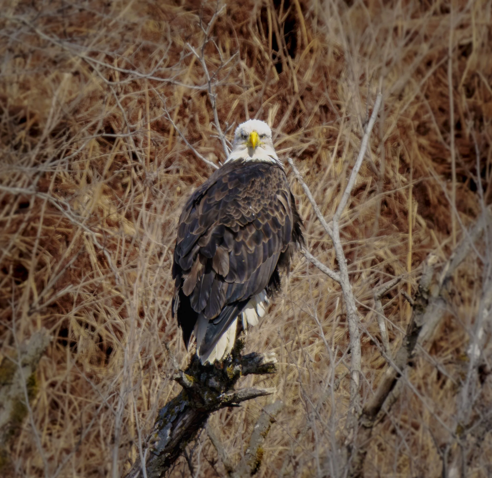Bald Eagle Stare Down - Kodiak, AK