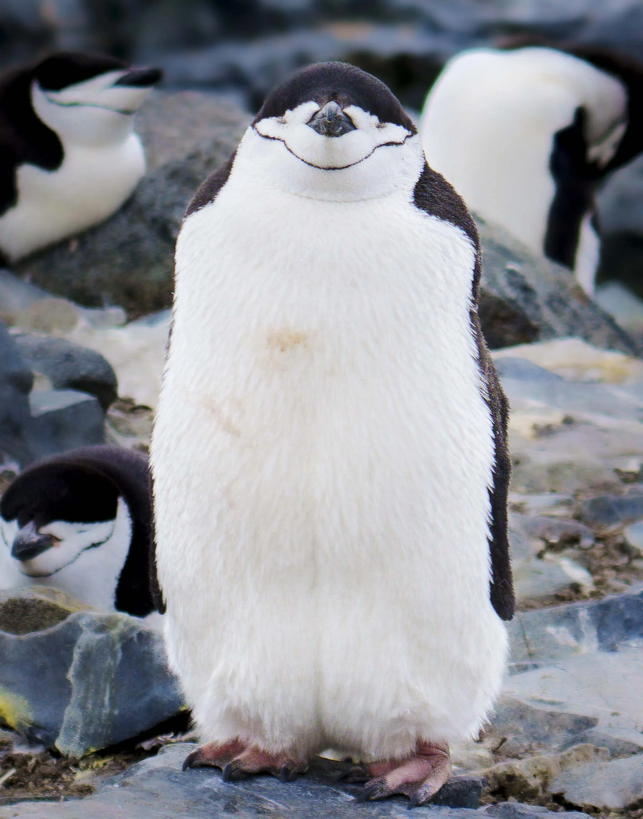 Boss Penguin.jpg