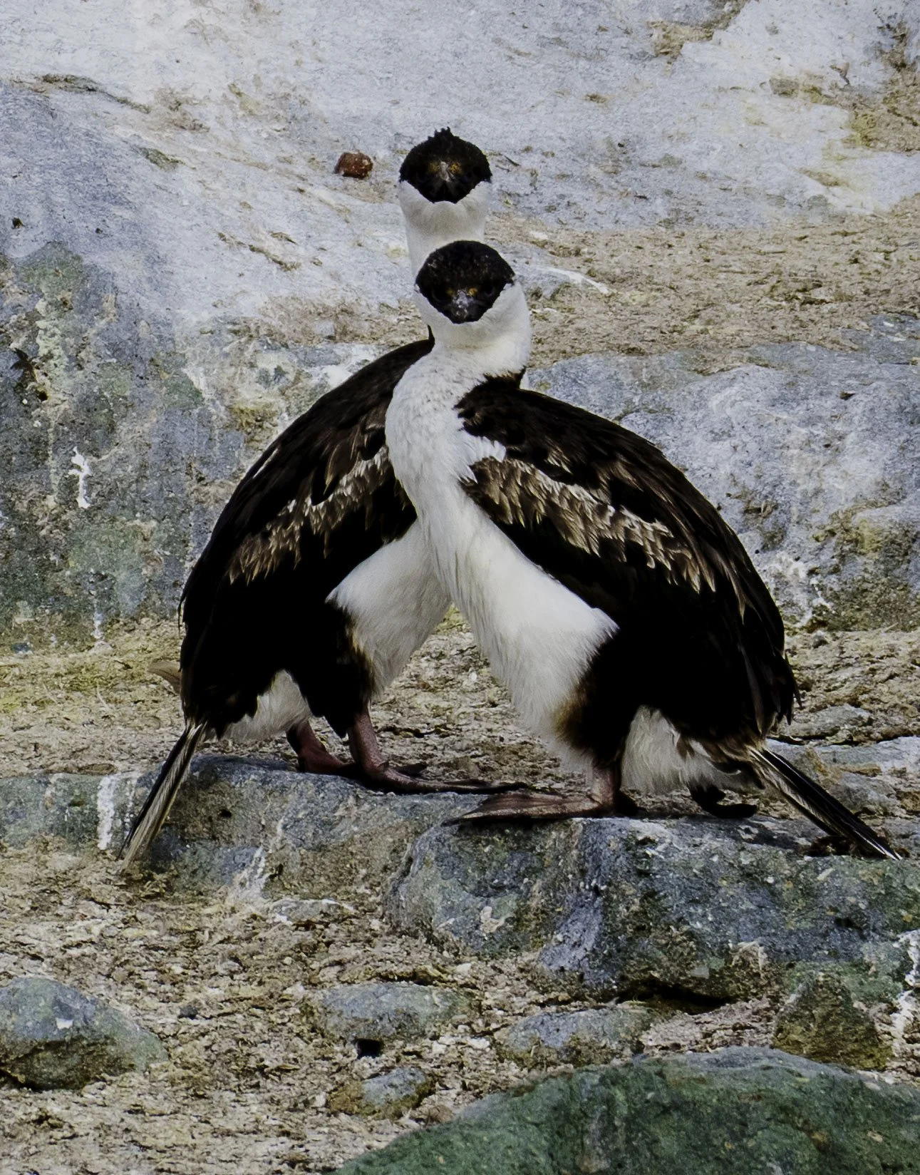 Double Curious - Antarctica