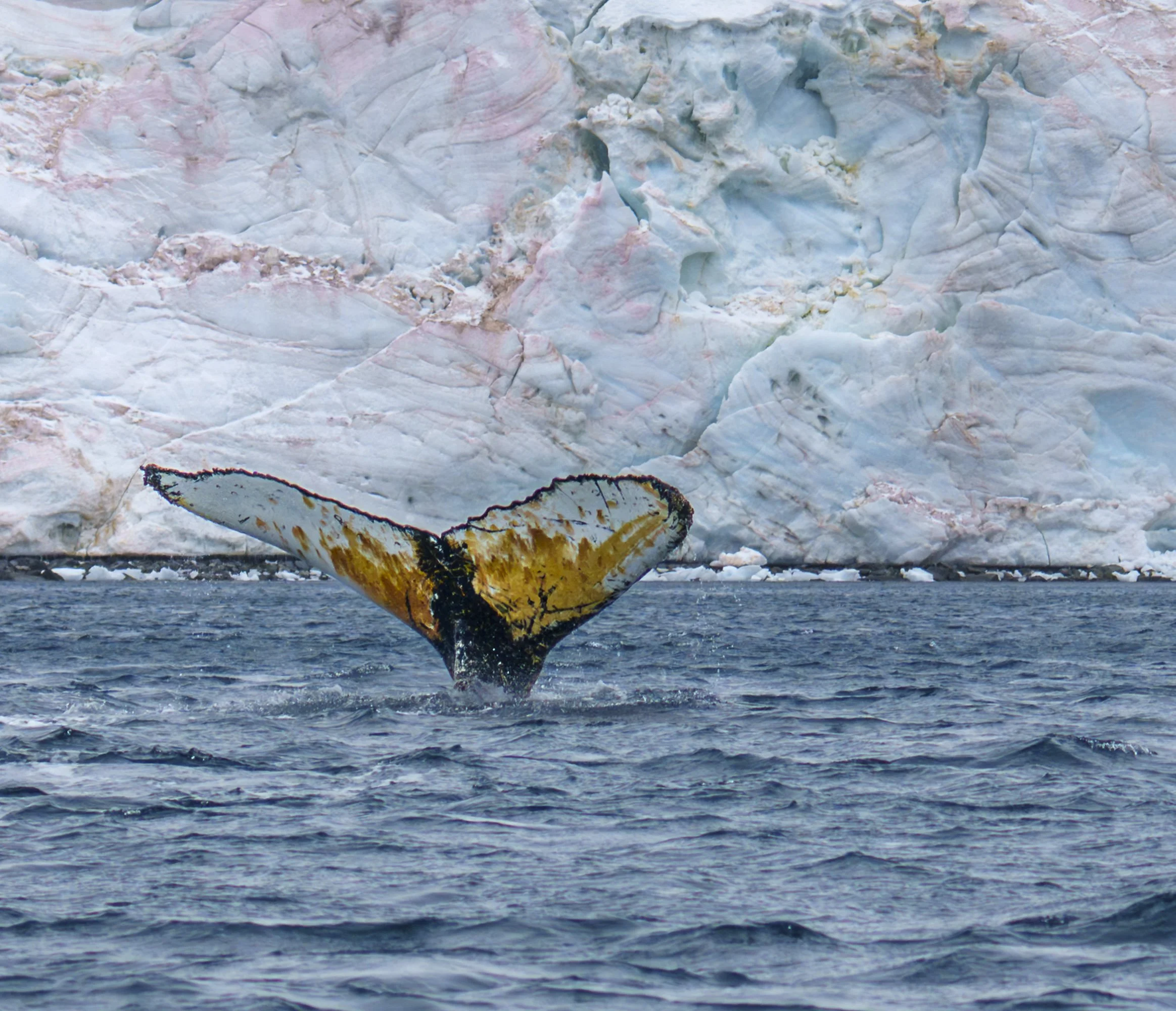 Painted Whale Tail - Antarctica