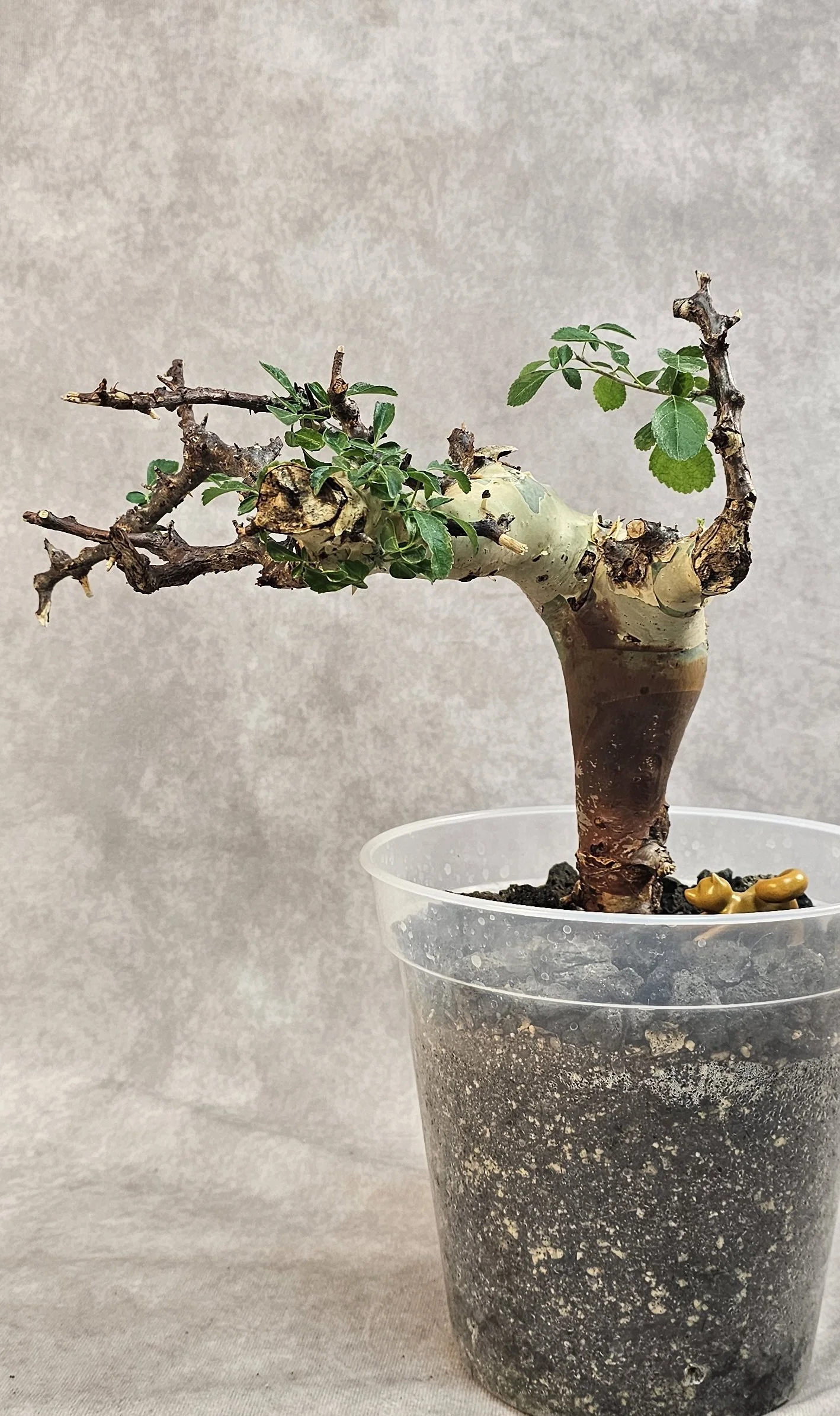 Commiphora Kataf (Turkanensis) - A