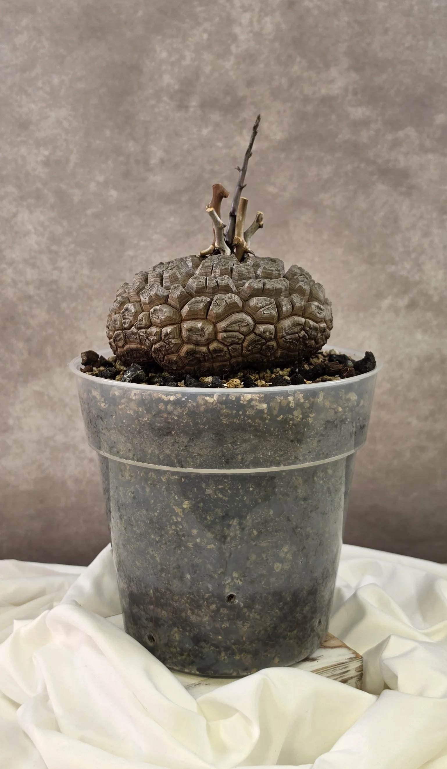 Dioscorea Elephantipes - Large A