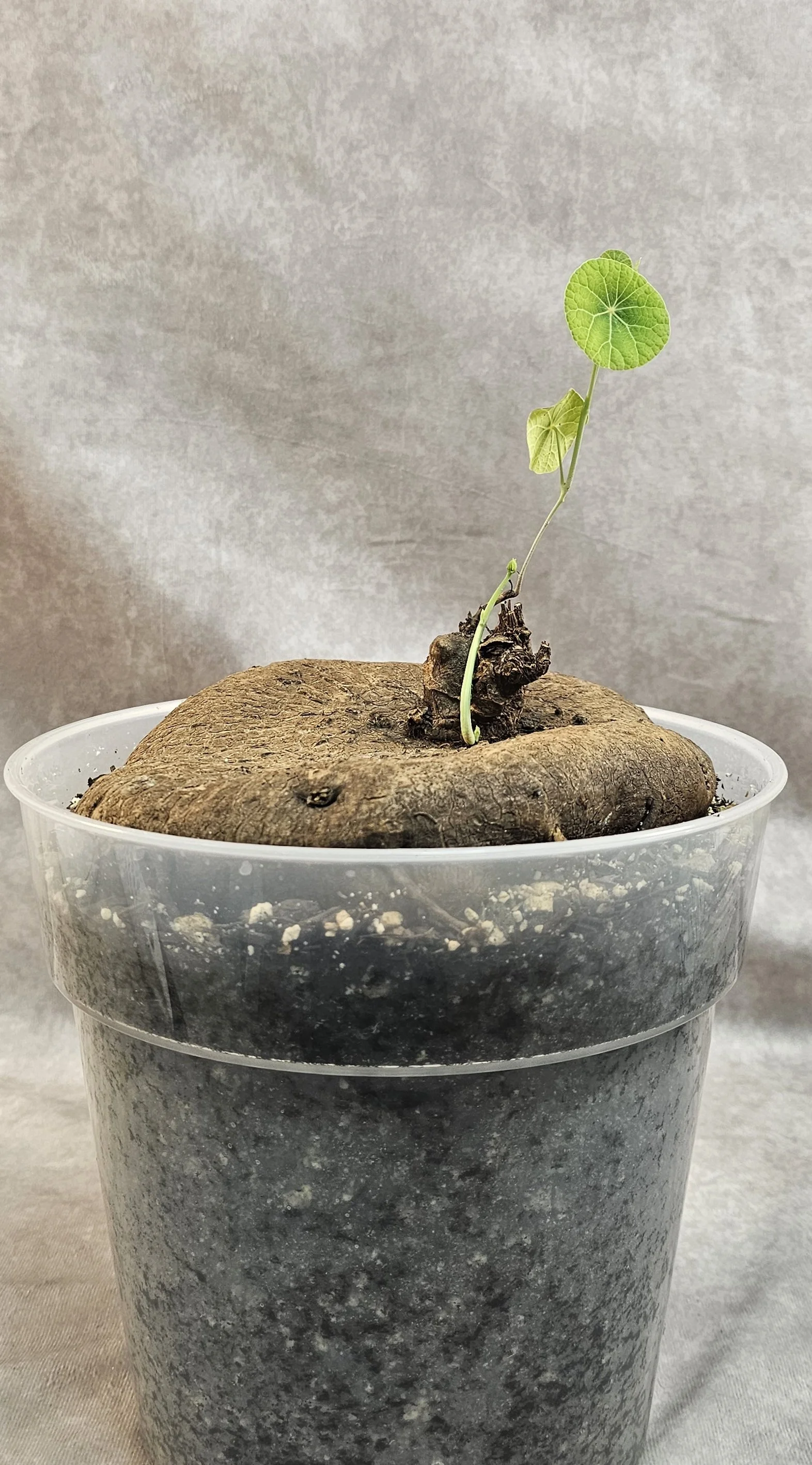 Stephania Erecta XXL (Female) - B