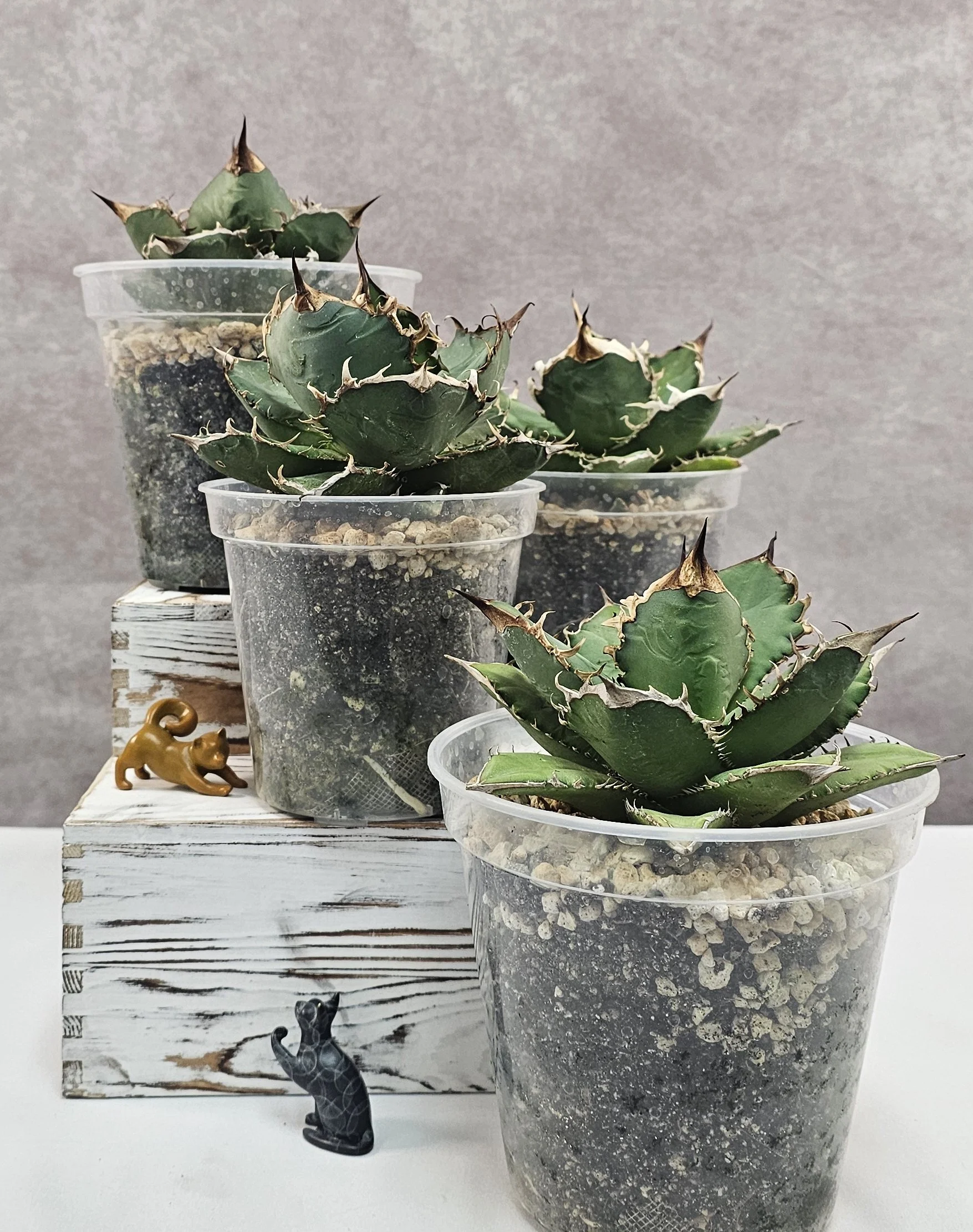 Agave Titanota var. Oteroi (Medium)