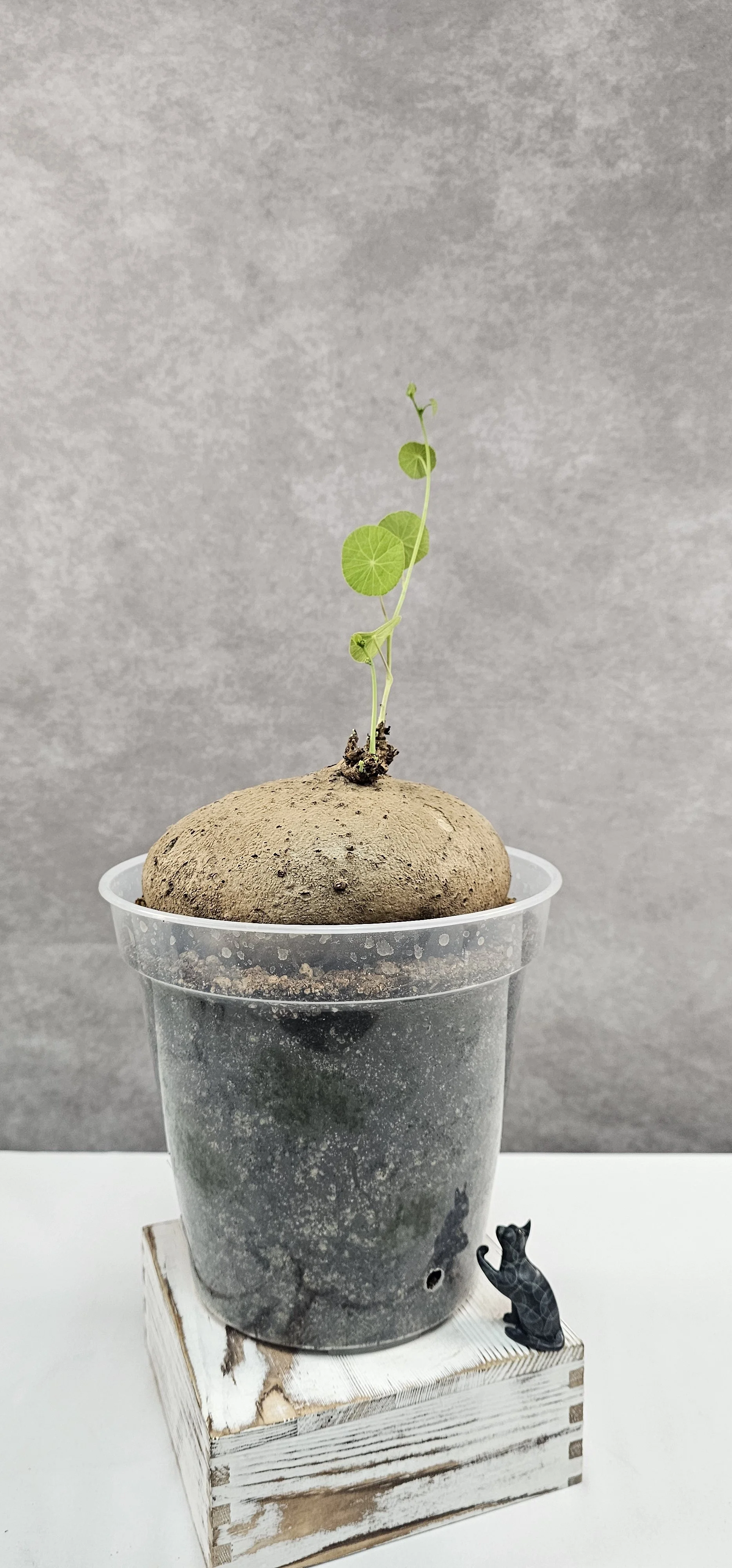 Stephania Erecta XXL (Male) - A