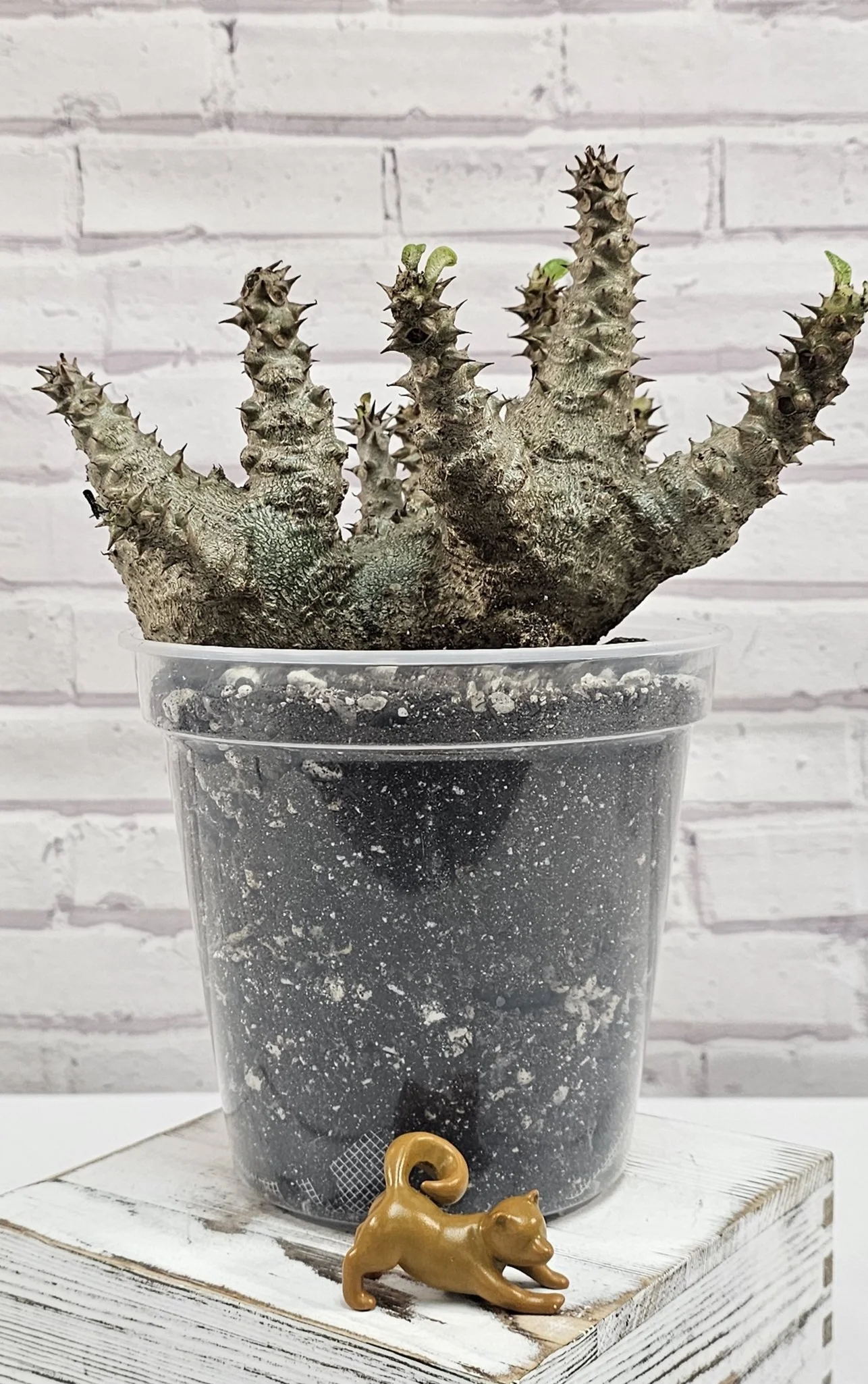 Pachypodium Windsorii - Seedling B