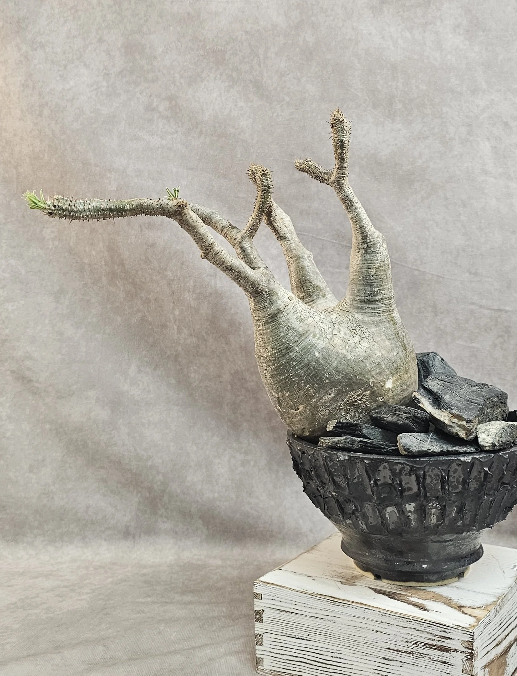 Pachypodium Rosulatum var. Gracilius - E