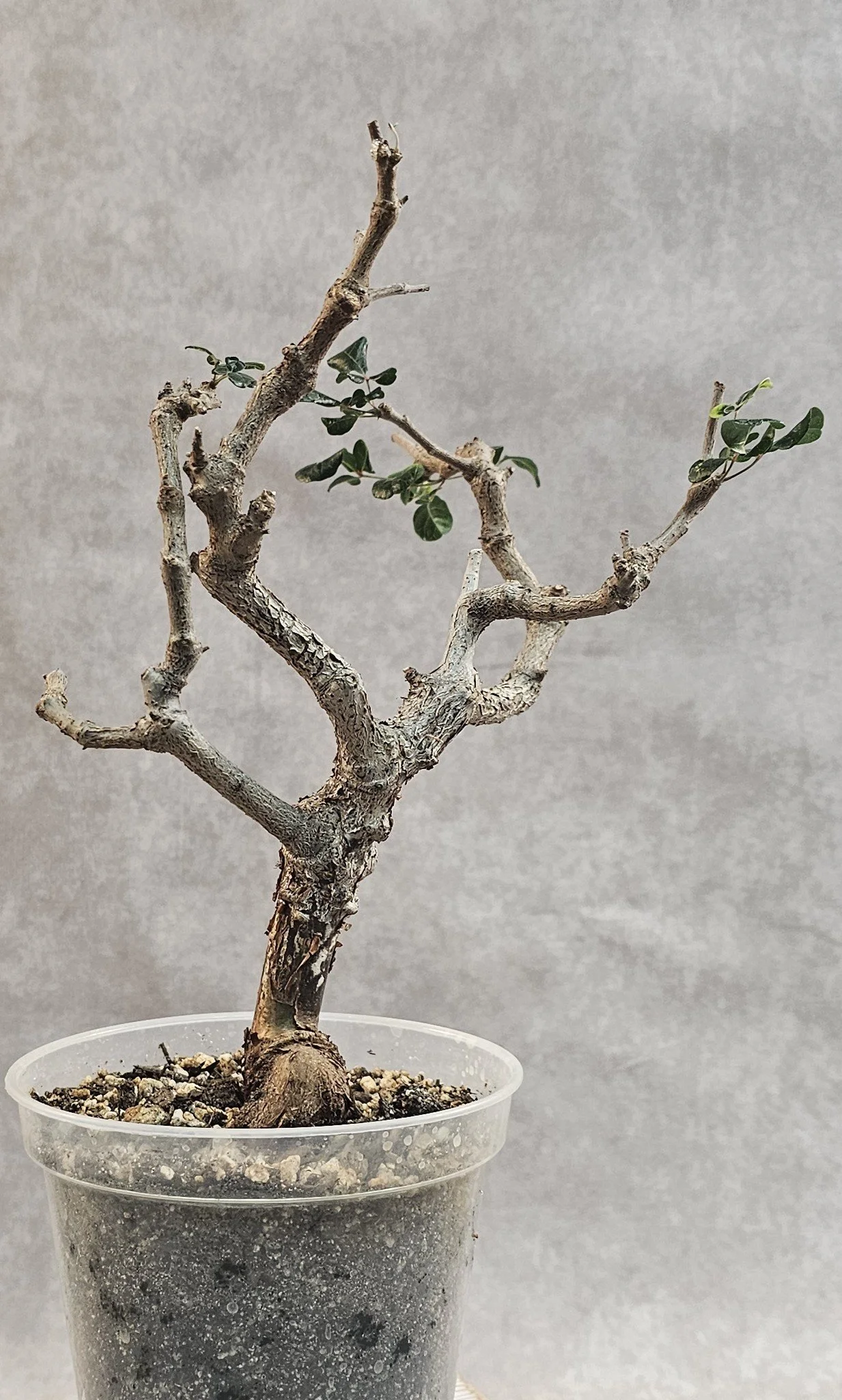 Commiphora Orbicularis - C