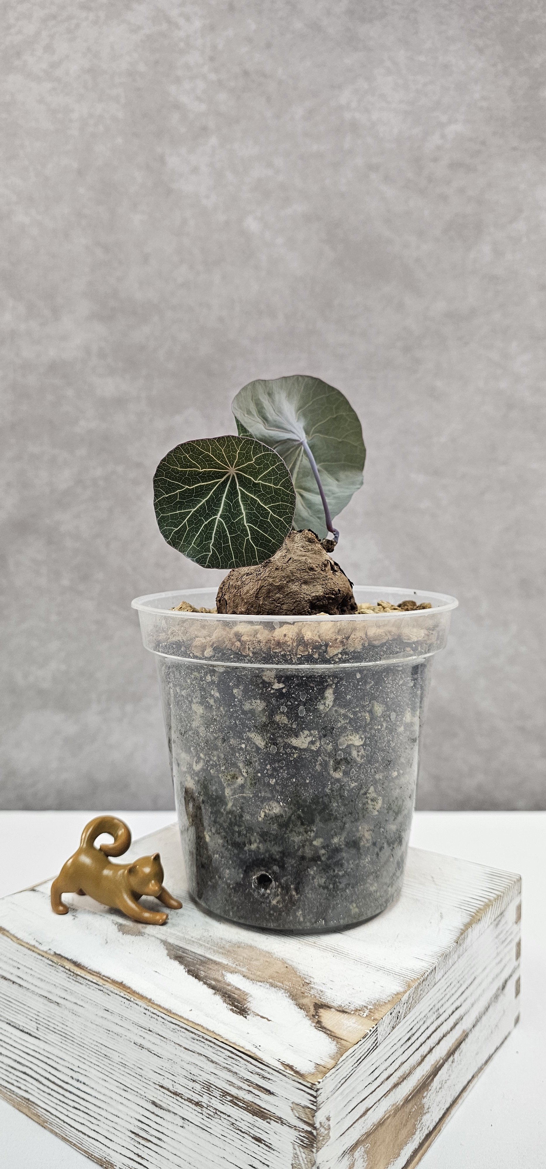 Stephania Nova (Kaweesakii) SM