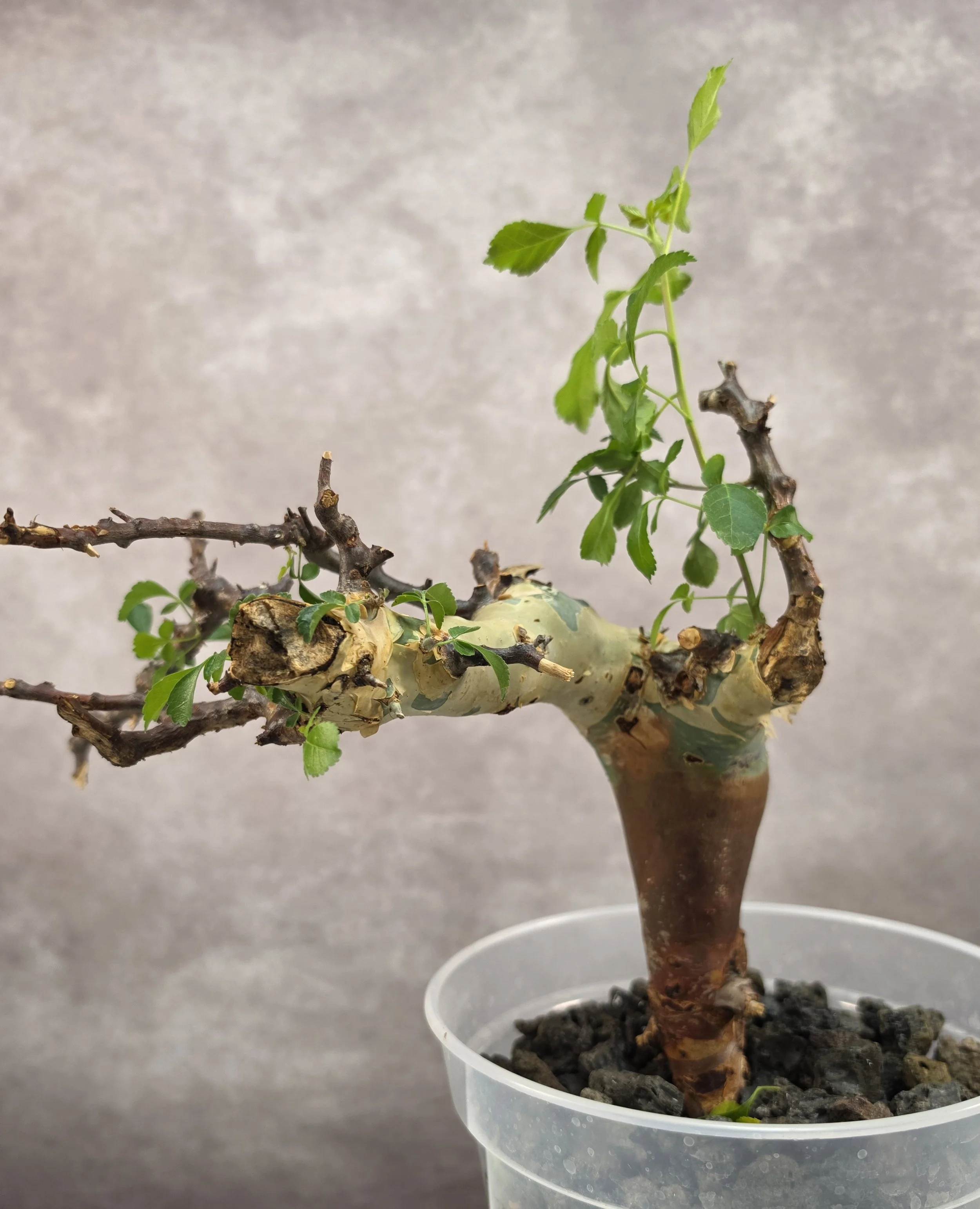 Commiphora Kataf (Turkanensis) - A