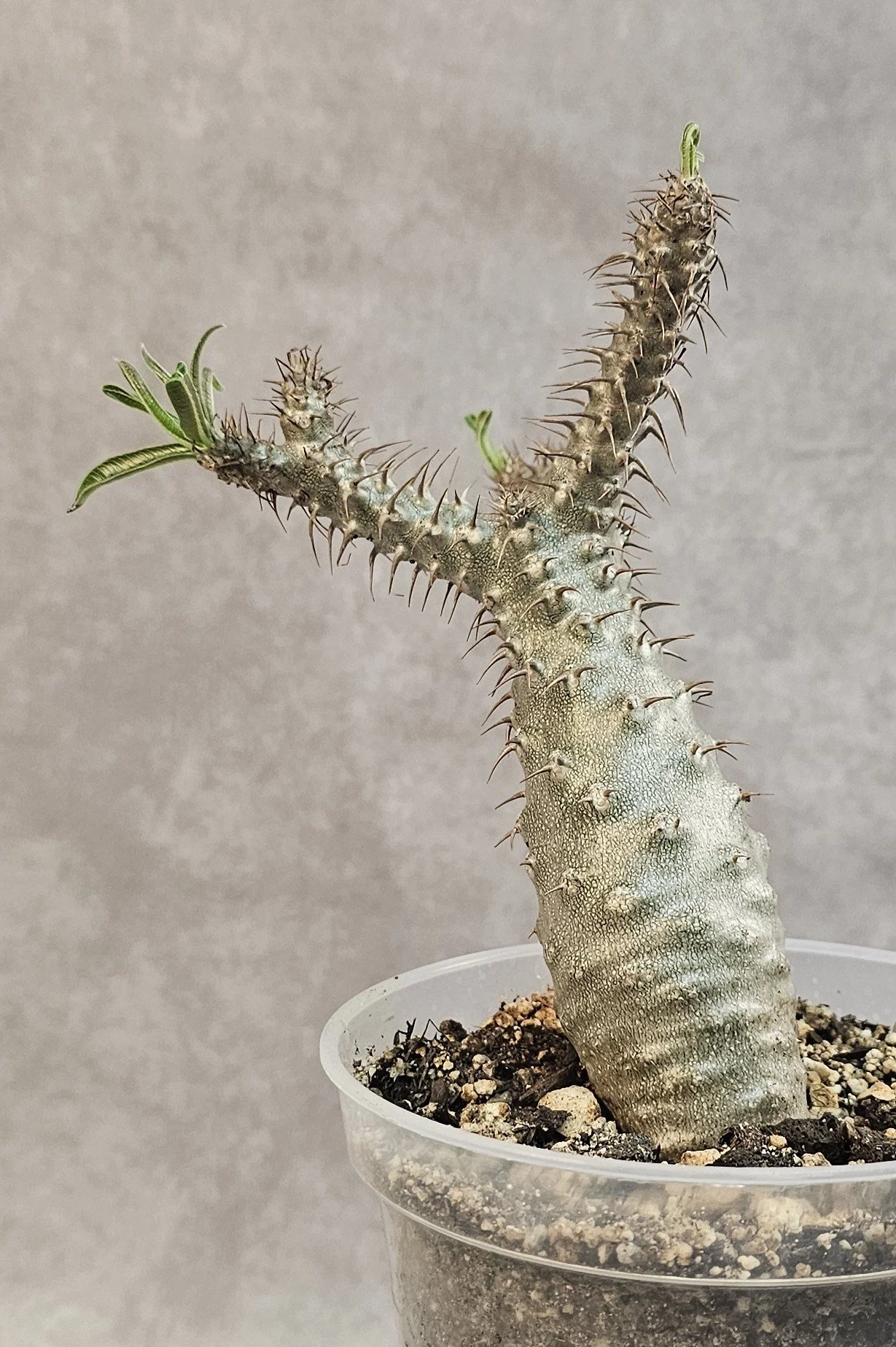 SOLD - Pachypodium Rosulatum var. Gracilius - Seedling E