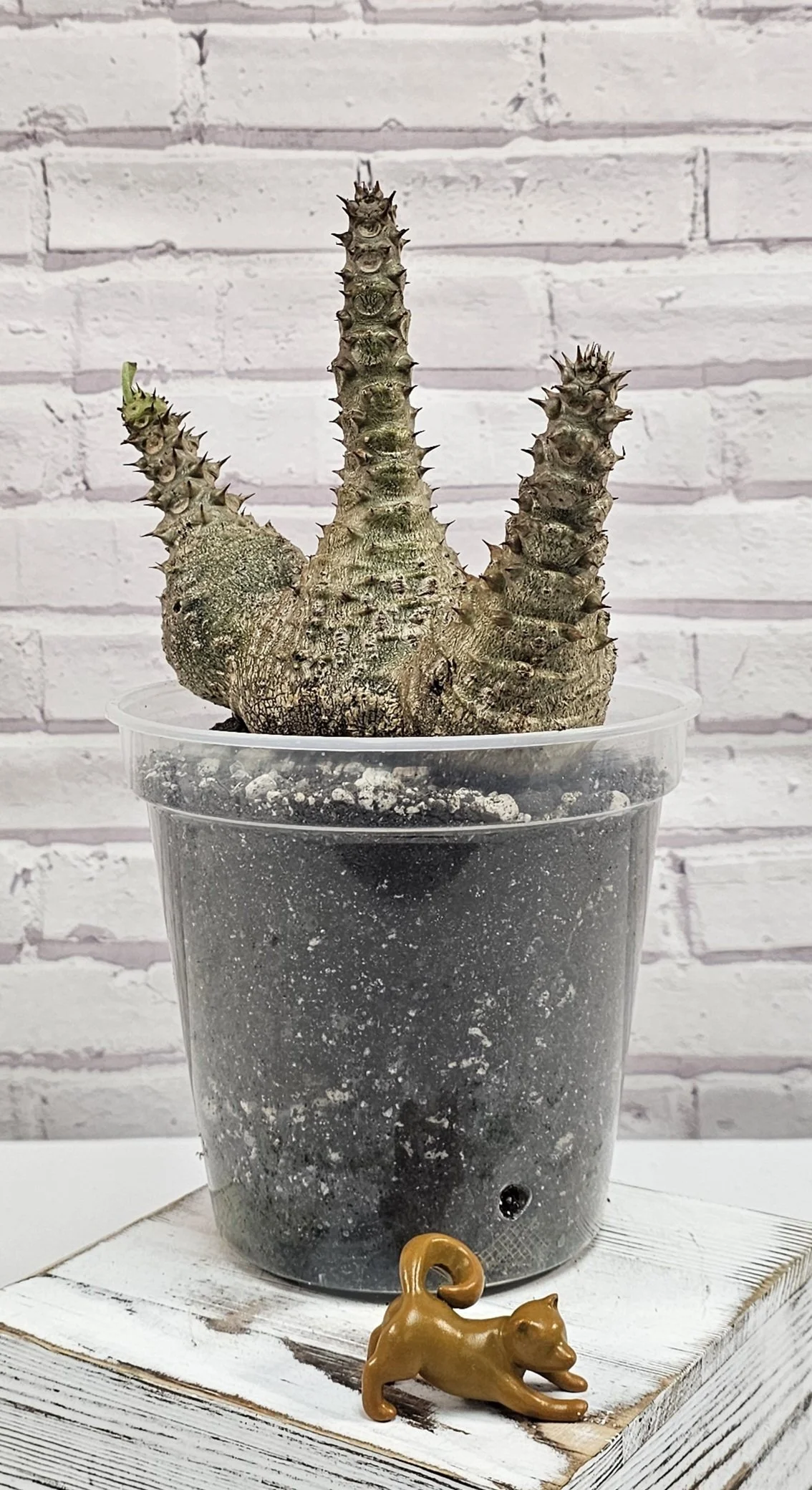 SOLD - Pachypodium Windsorii - Seedling A