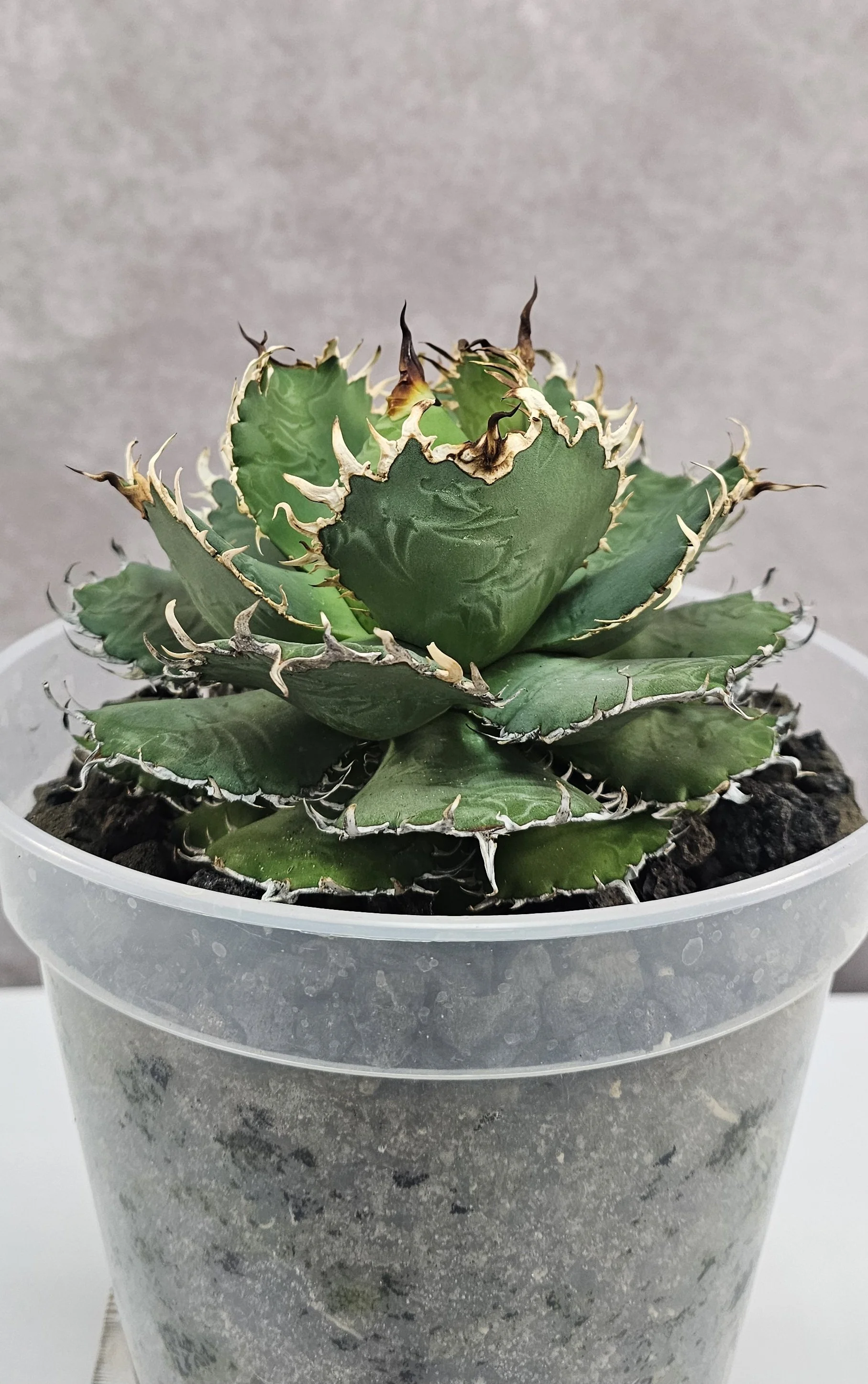 Agave Titanota var. Oteroi "Filigree"