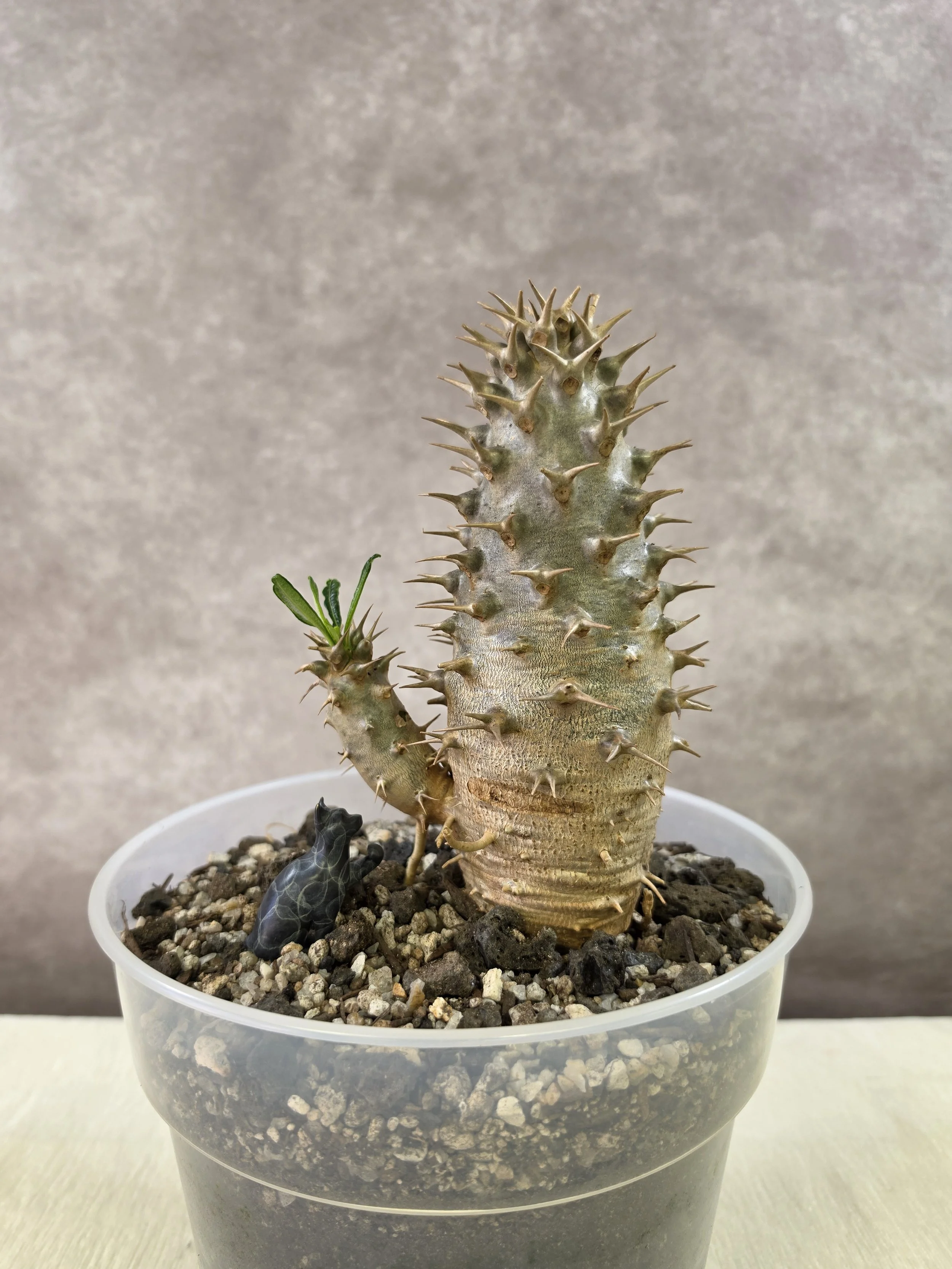 Pachypodium Ambongense - B (Double Head)