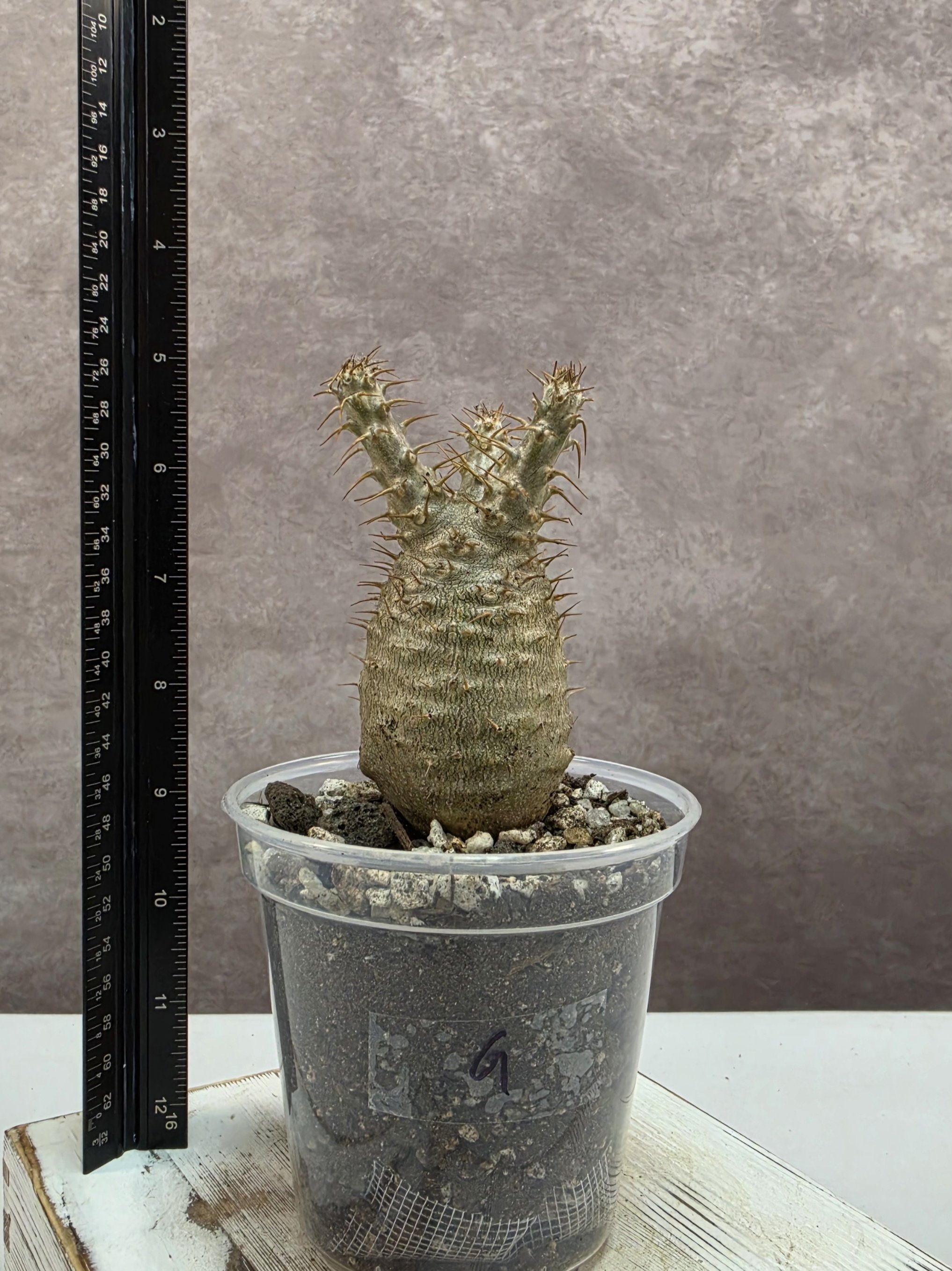 Pachypodium Rosulatum var. Gracilius - SG