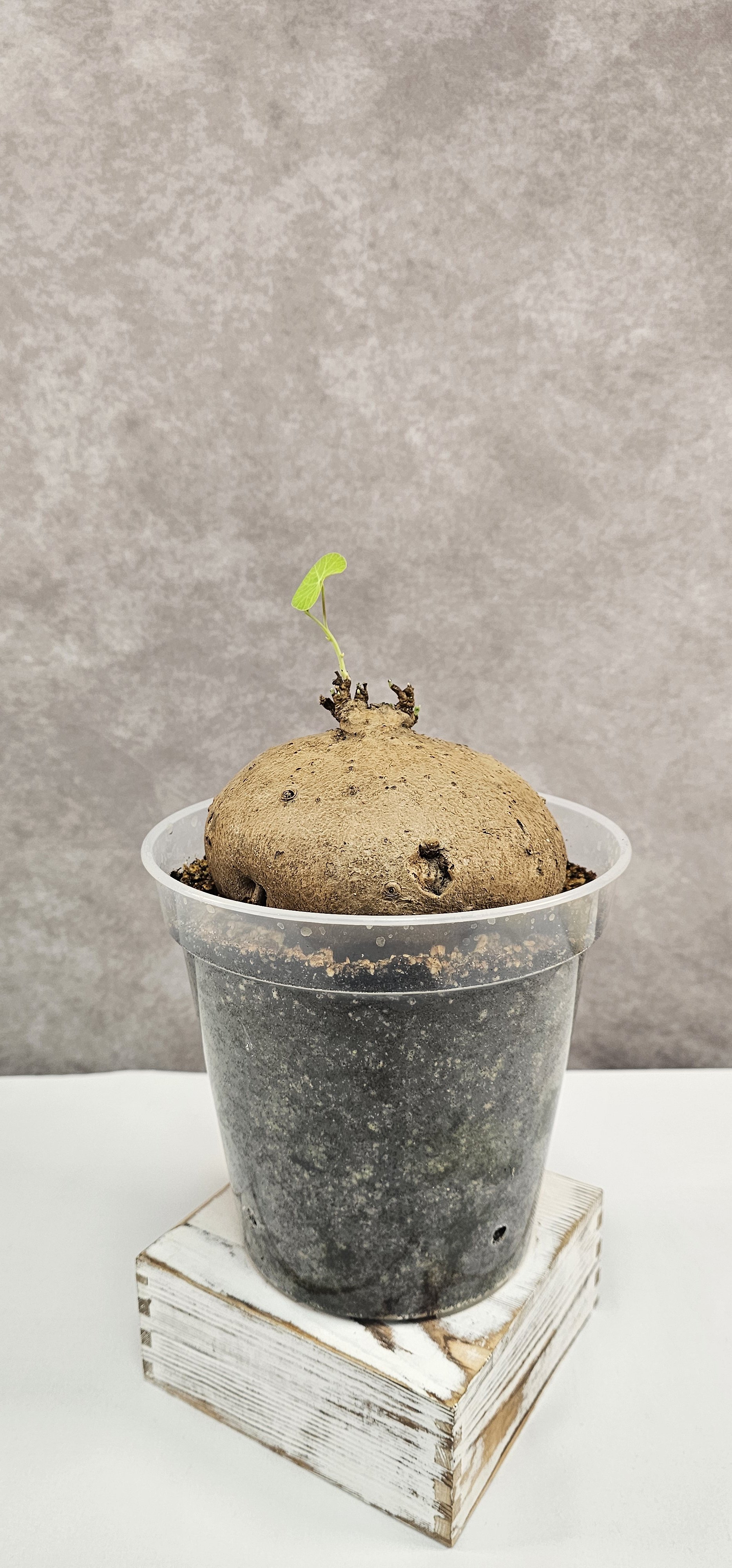 Stephania Erecta XXL (Male) - A