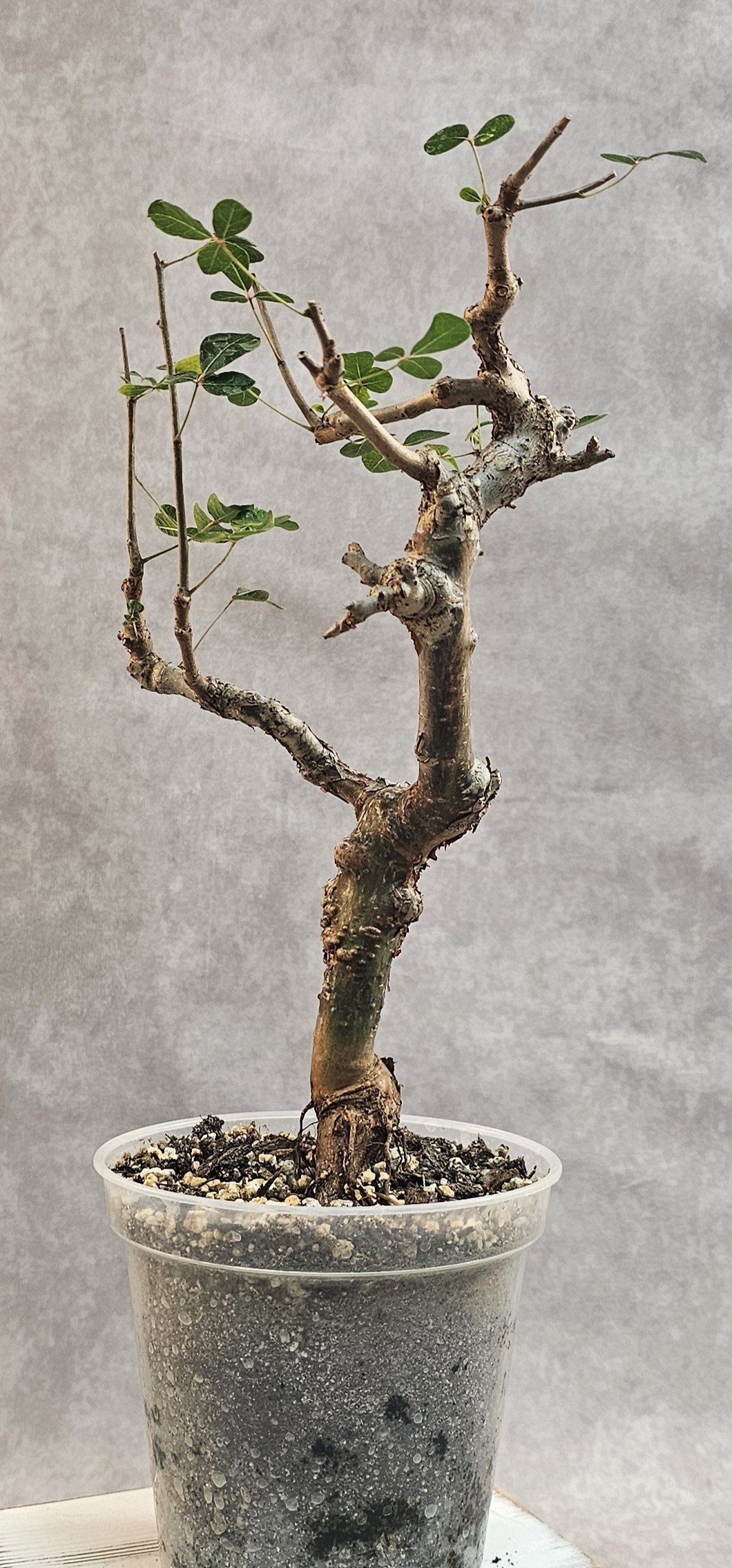 Commiphora Orbicularis - B