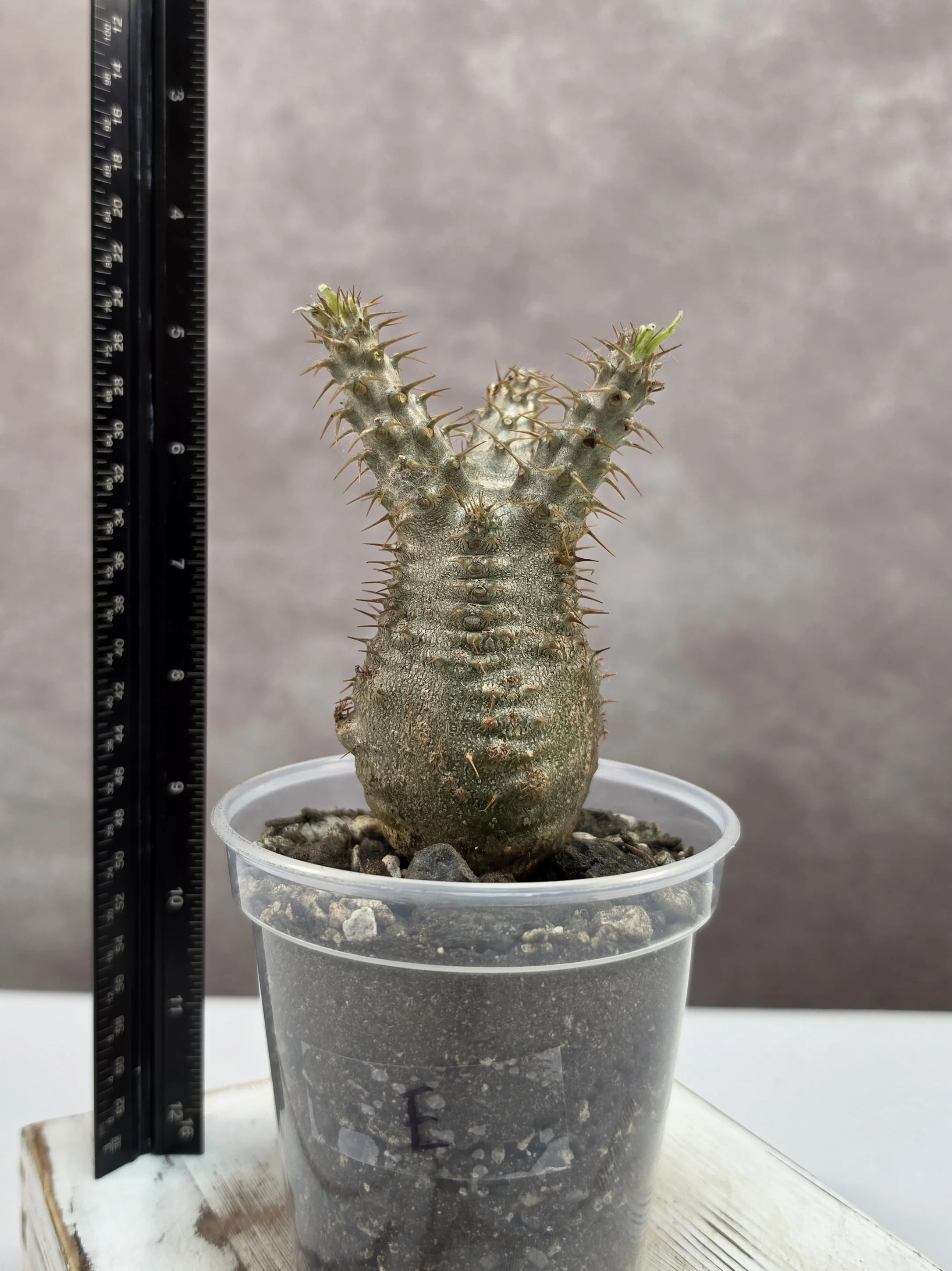 Pachypodium Rosulatum var. Gracilius - SE
