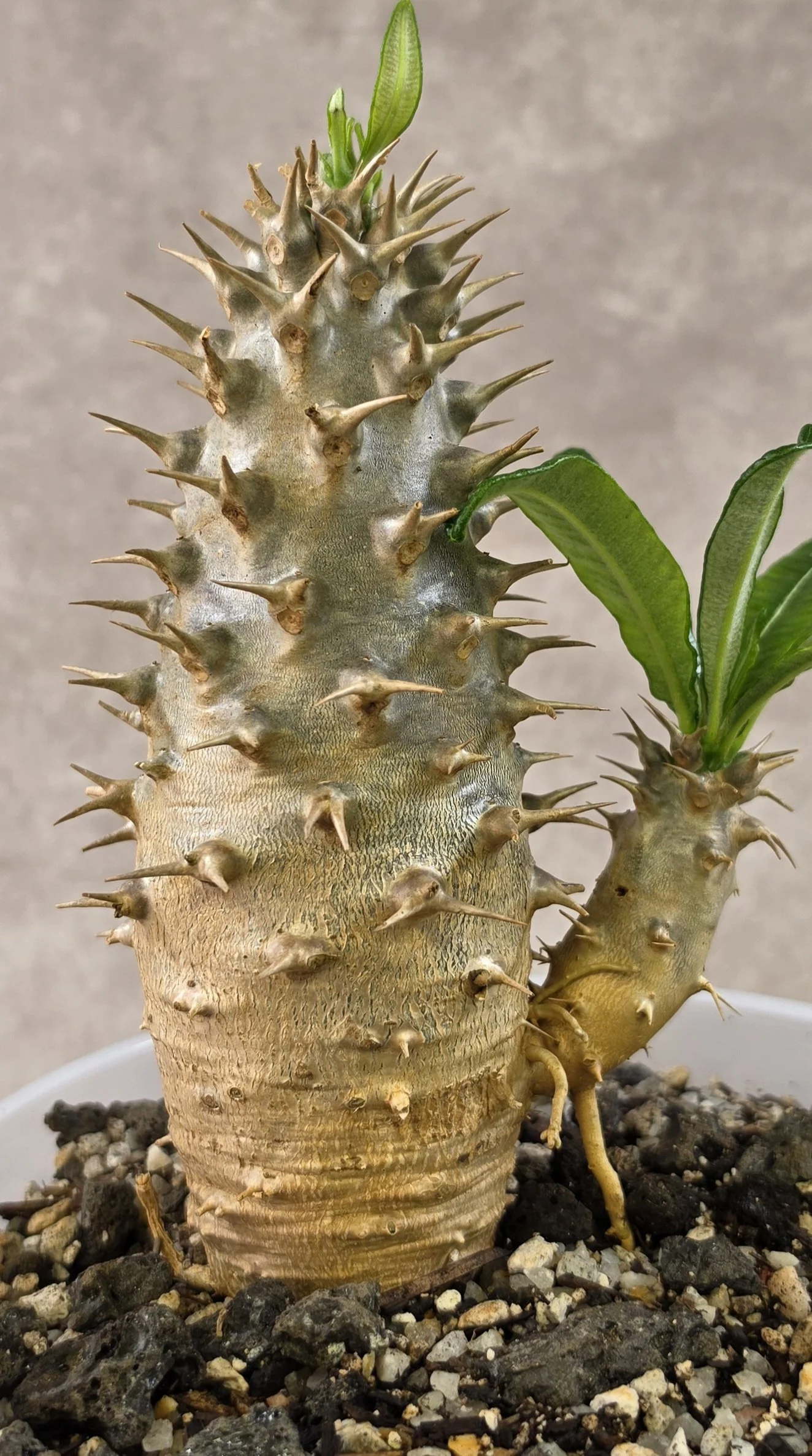 Pachypodium Ambongense - B (Double Head)