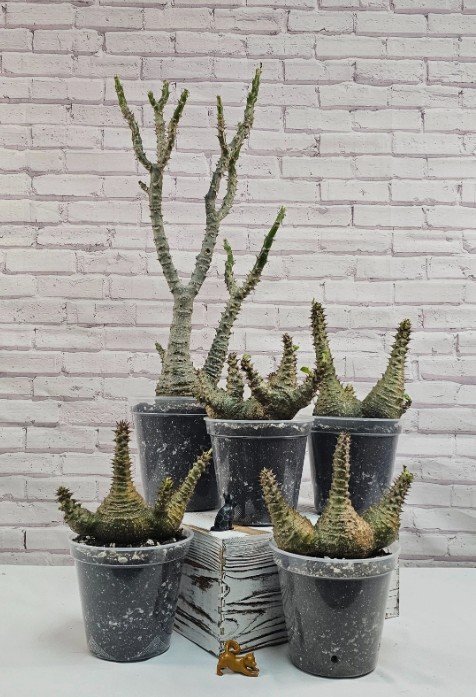 Screenshot 2026-02-17 153024.jpg (Copy) (Copy) (Copy)