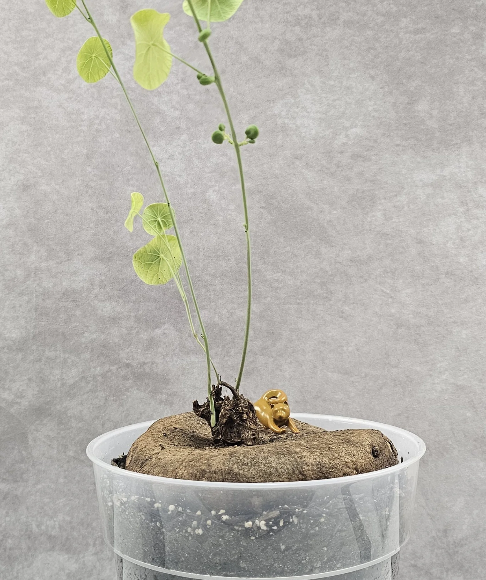 Stephania Erecta XXL (Female) - B