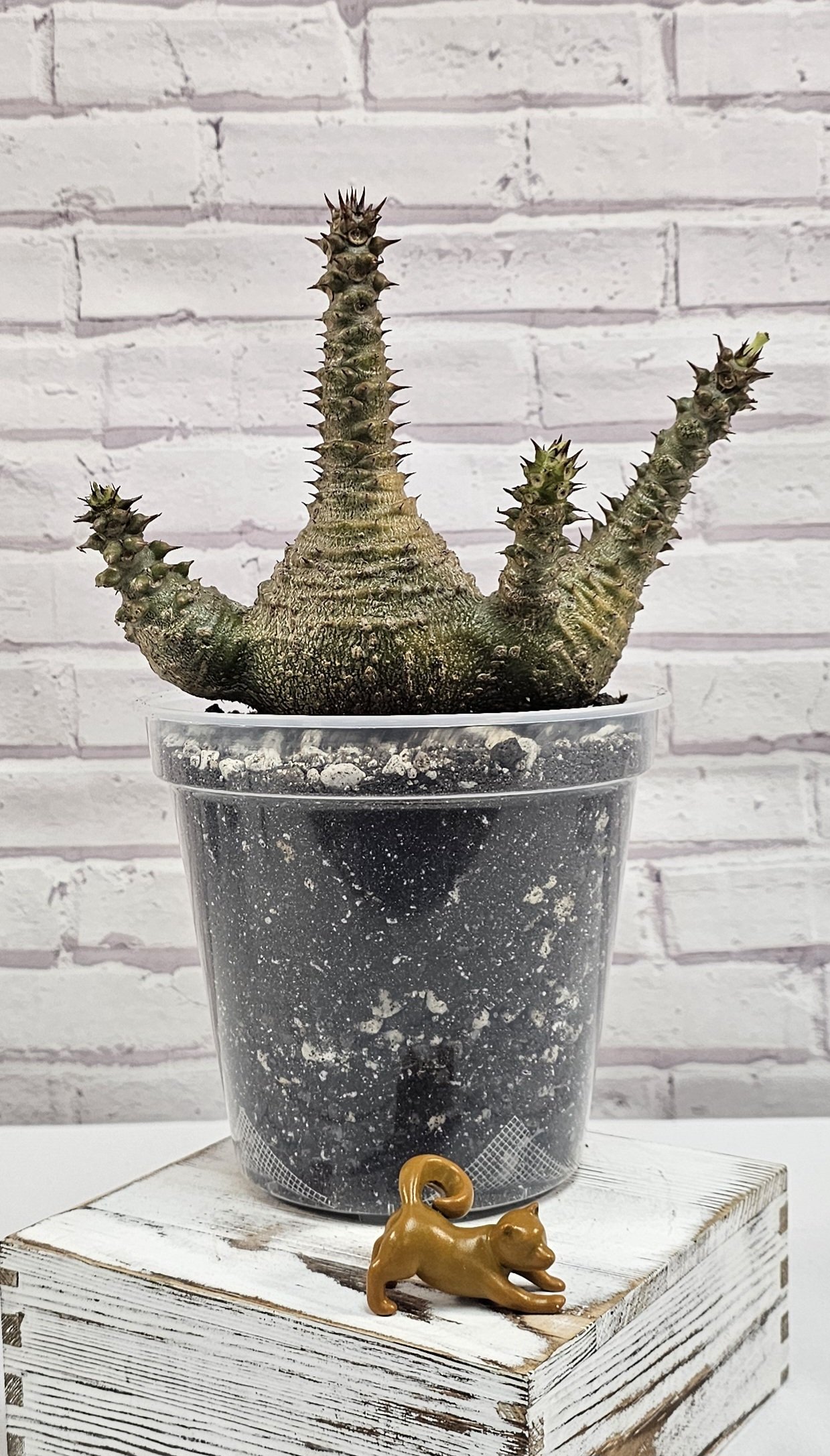 SOLD - Pachypodium Windsorii - Seedling D