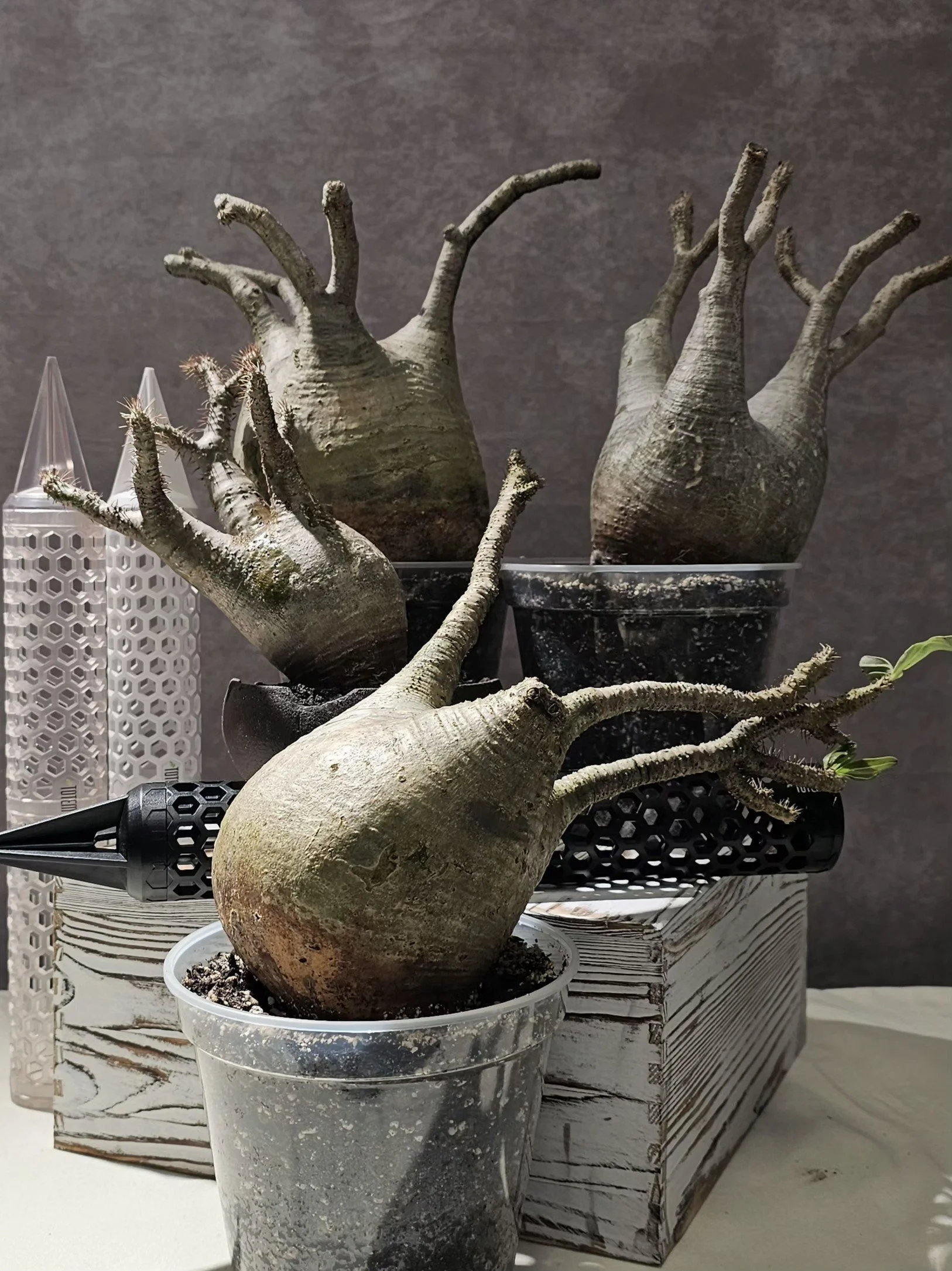 PRG - MAIN PHOTO.jpg