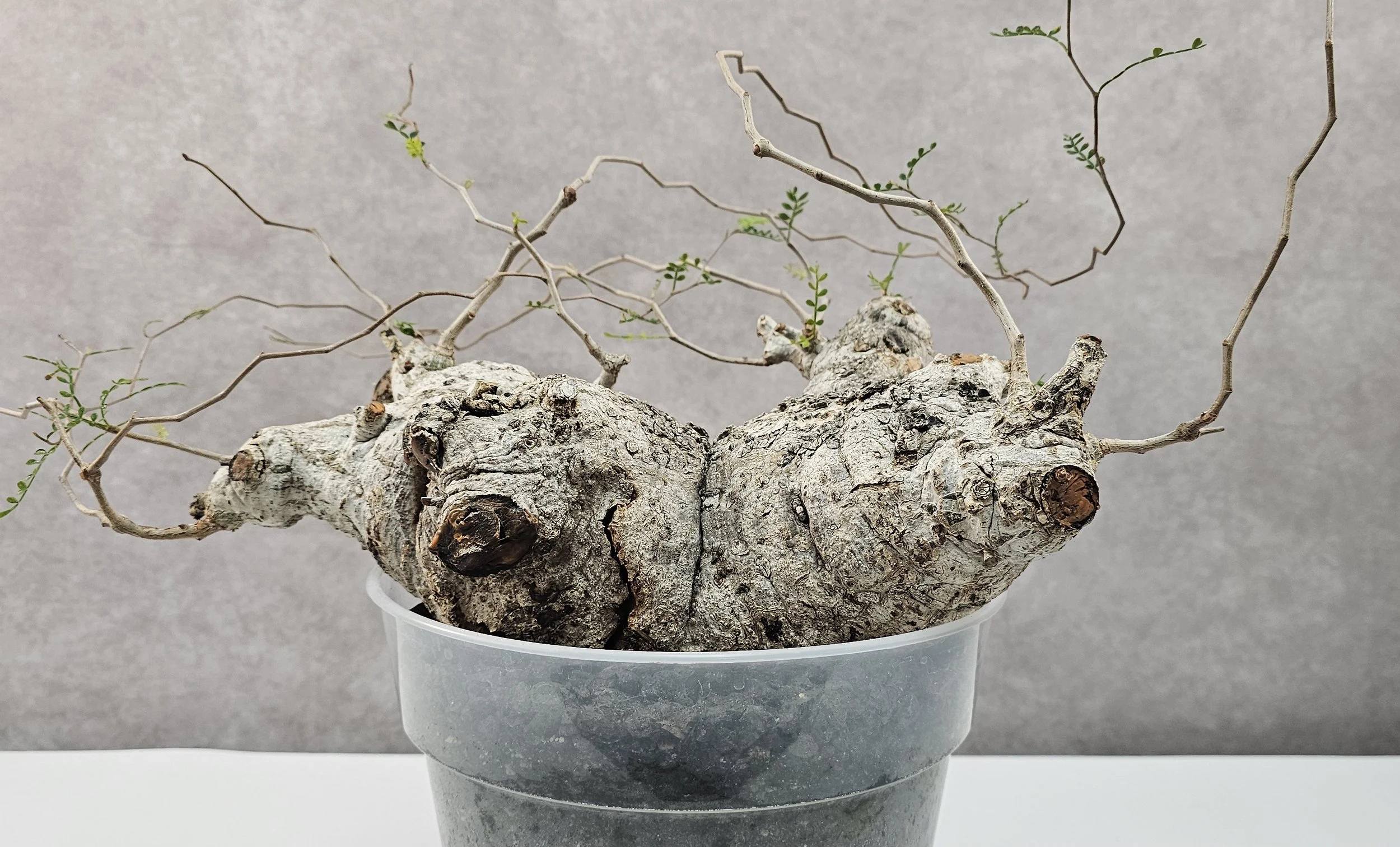 Operculicarya Pachypus - Wide (Double Head)