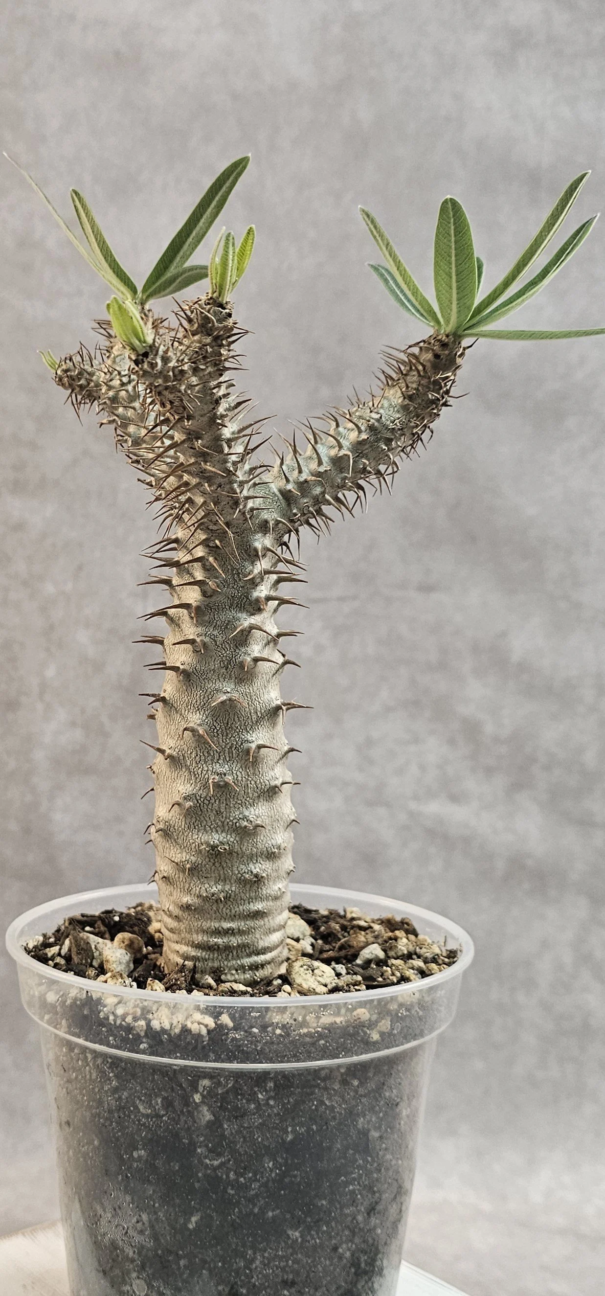 SOLD - Pachypodium Rosulatum var. Gracilius - Seedling D