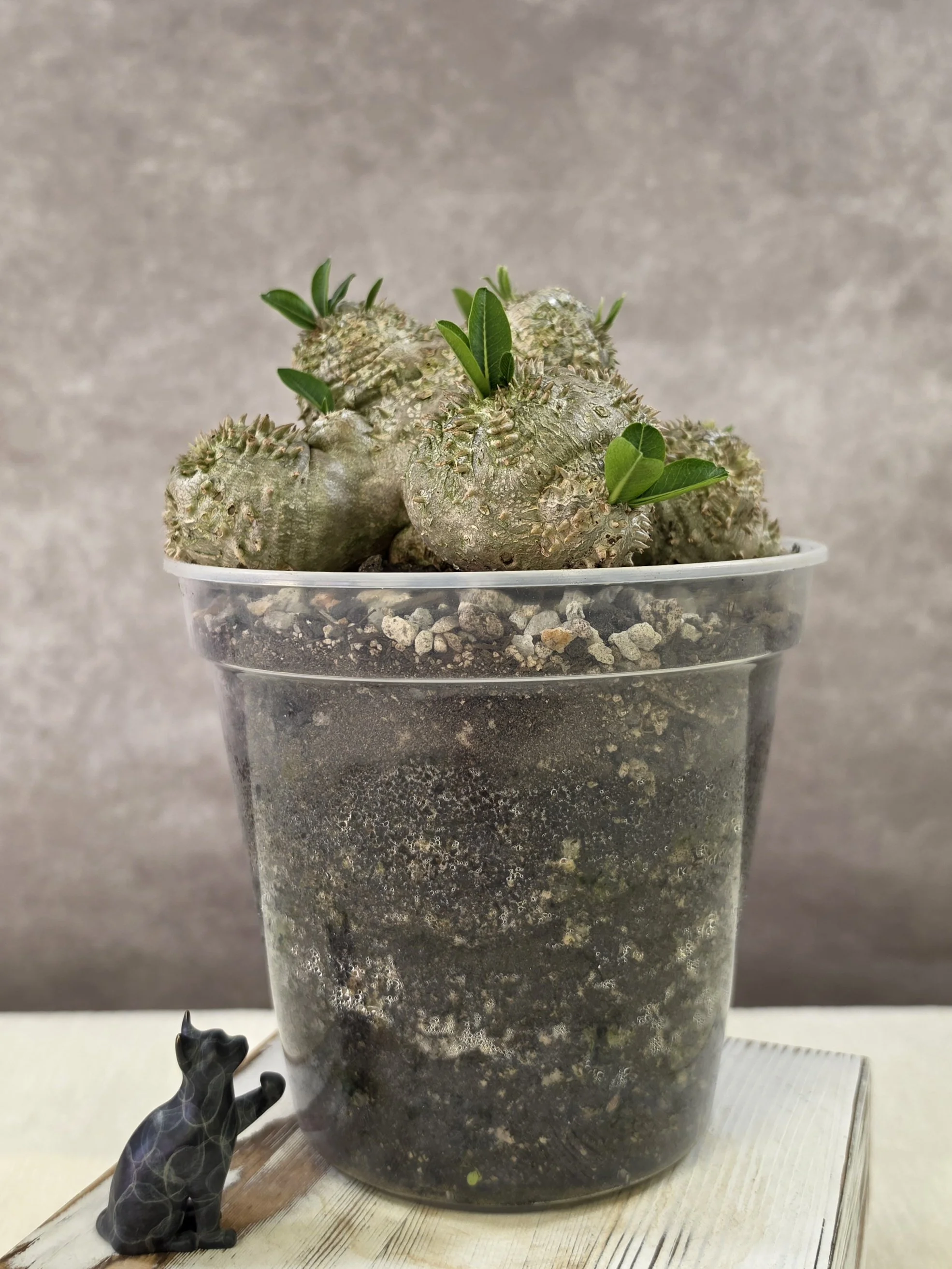 Pachypodium Brevicaule - C