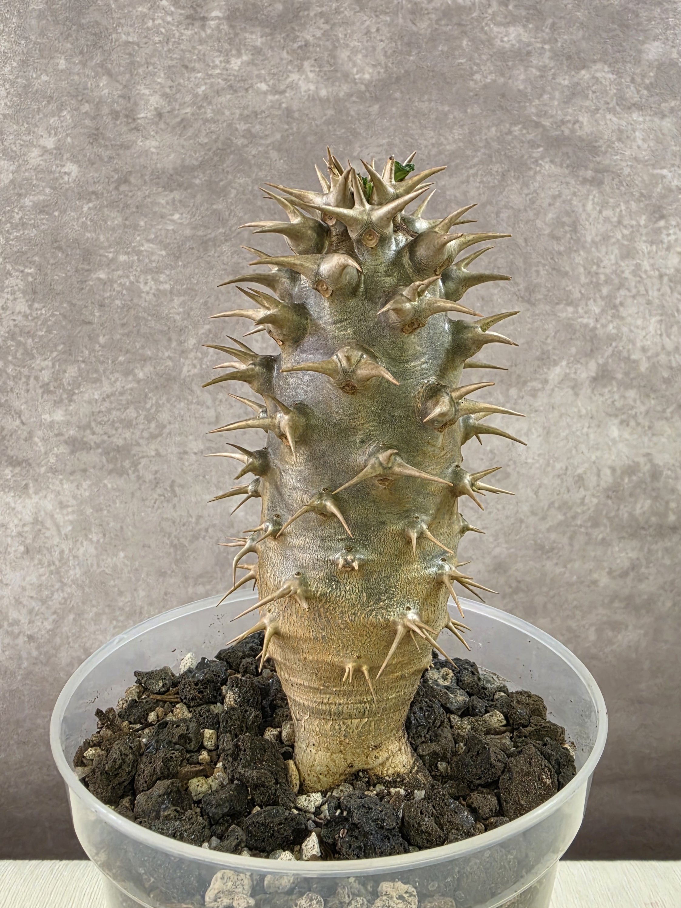 Pachypodium Ambongense - A (Single Head)