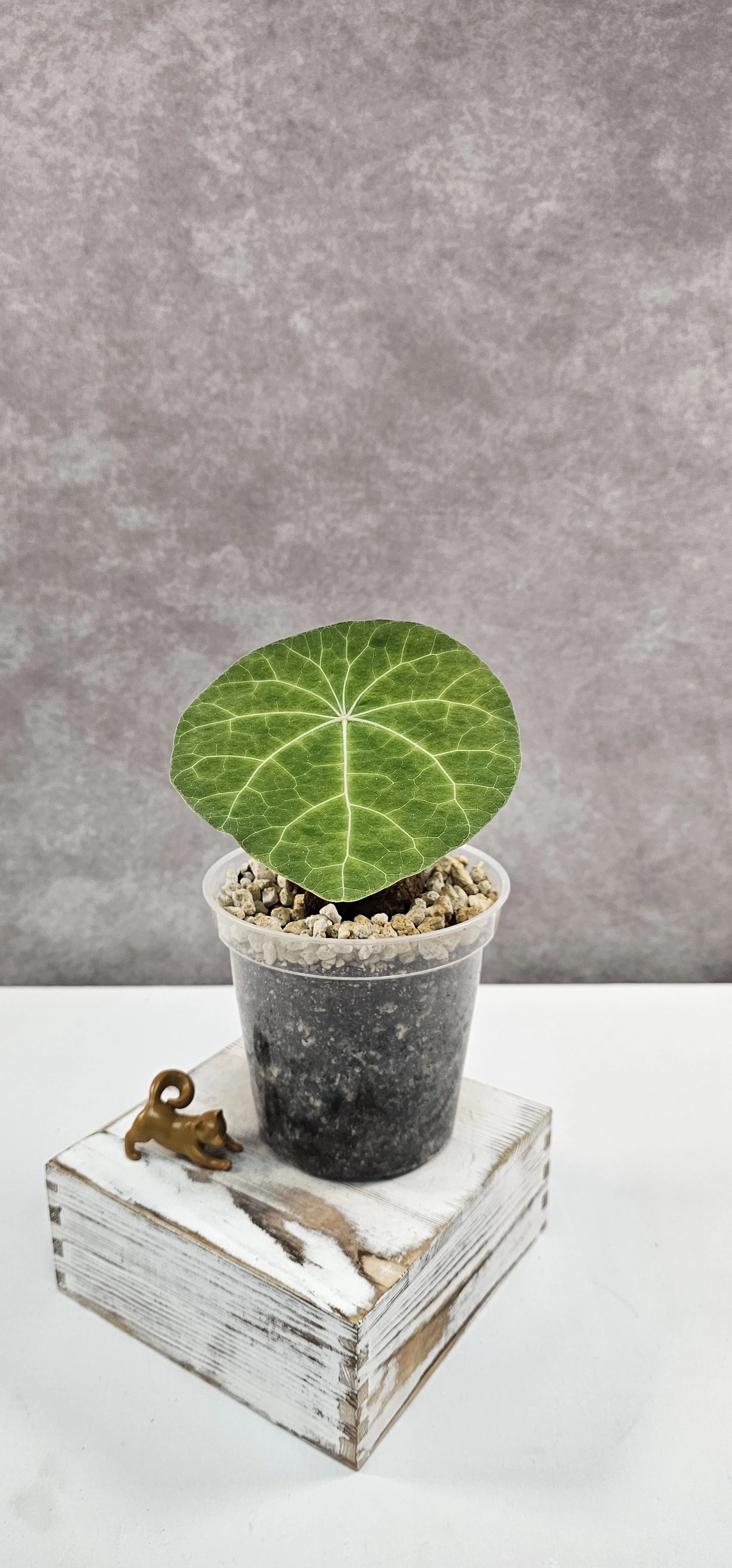 Stephania Nova (Kaweesakii) XL Size - B