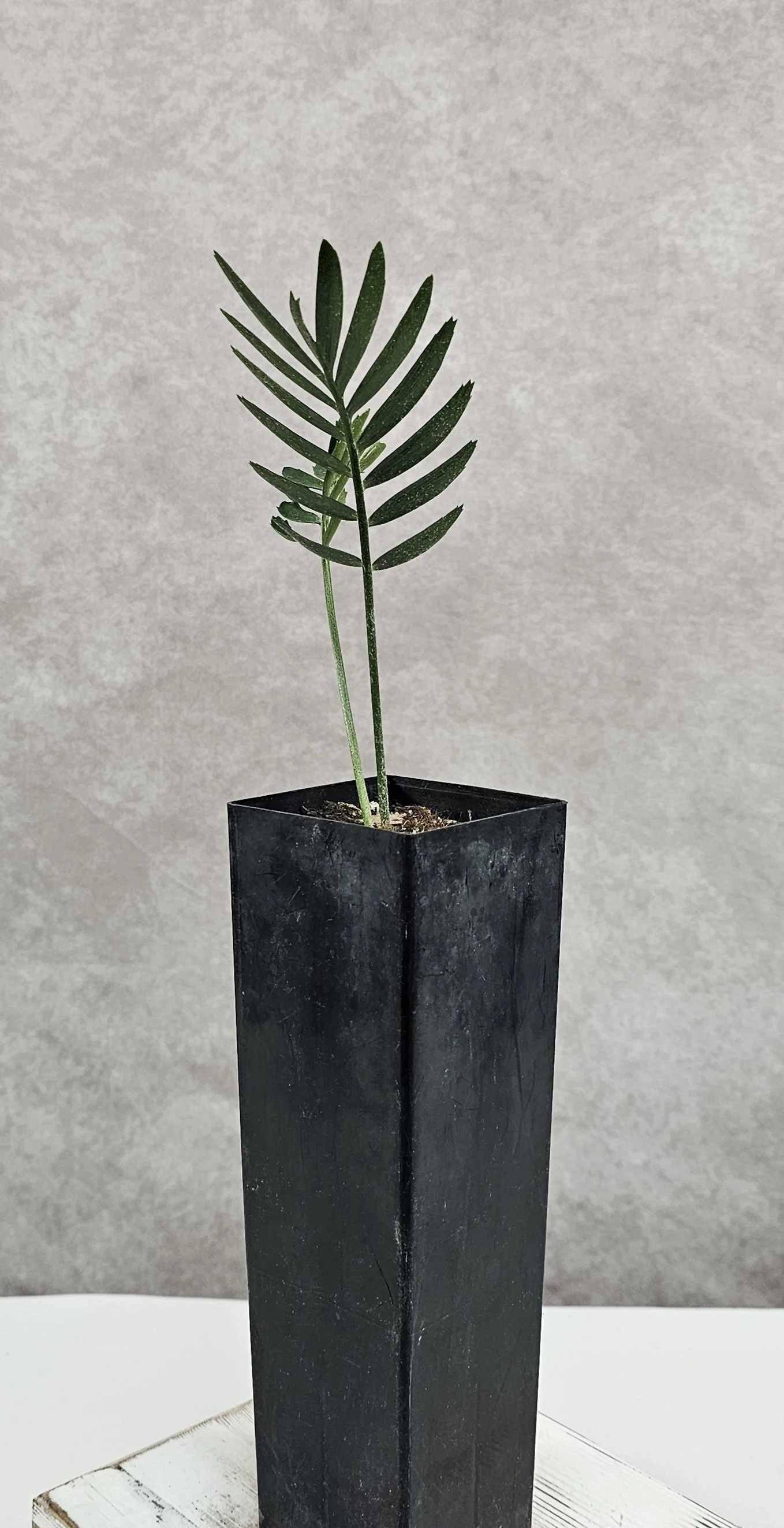 Encephelartos Latifrons - Two Leaf Seedling A