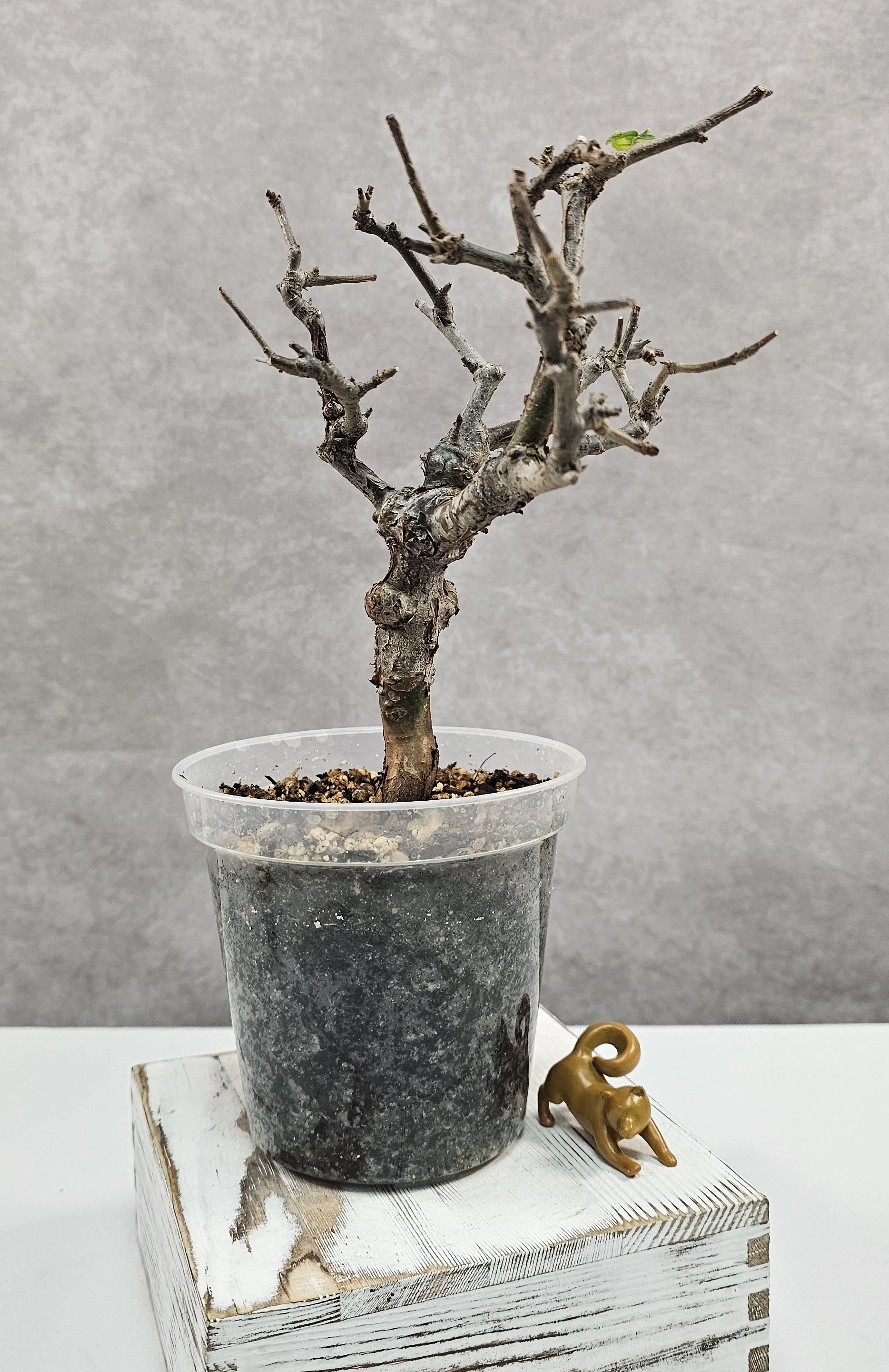 Commiphora Orbicularis - A