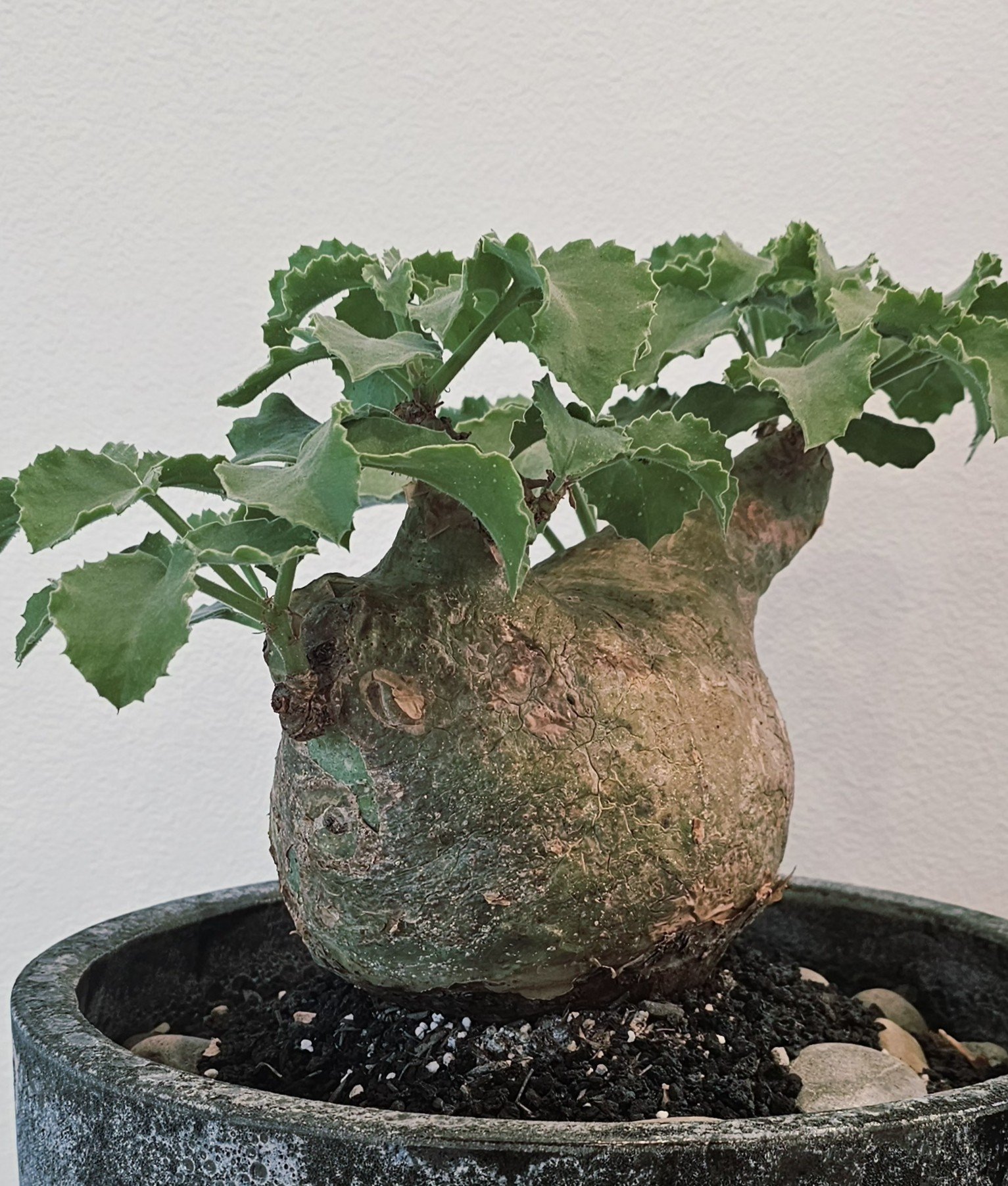 Cyphostemma Uter var. Macropus (Angola) - Large