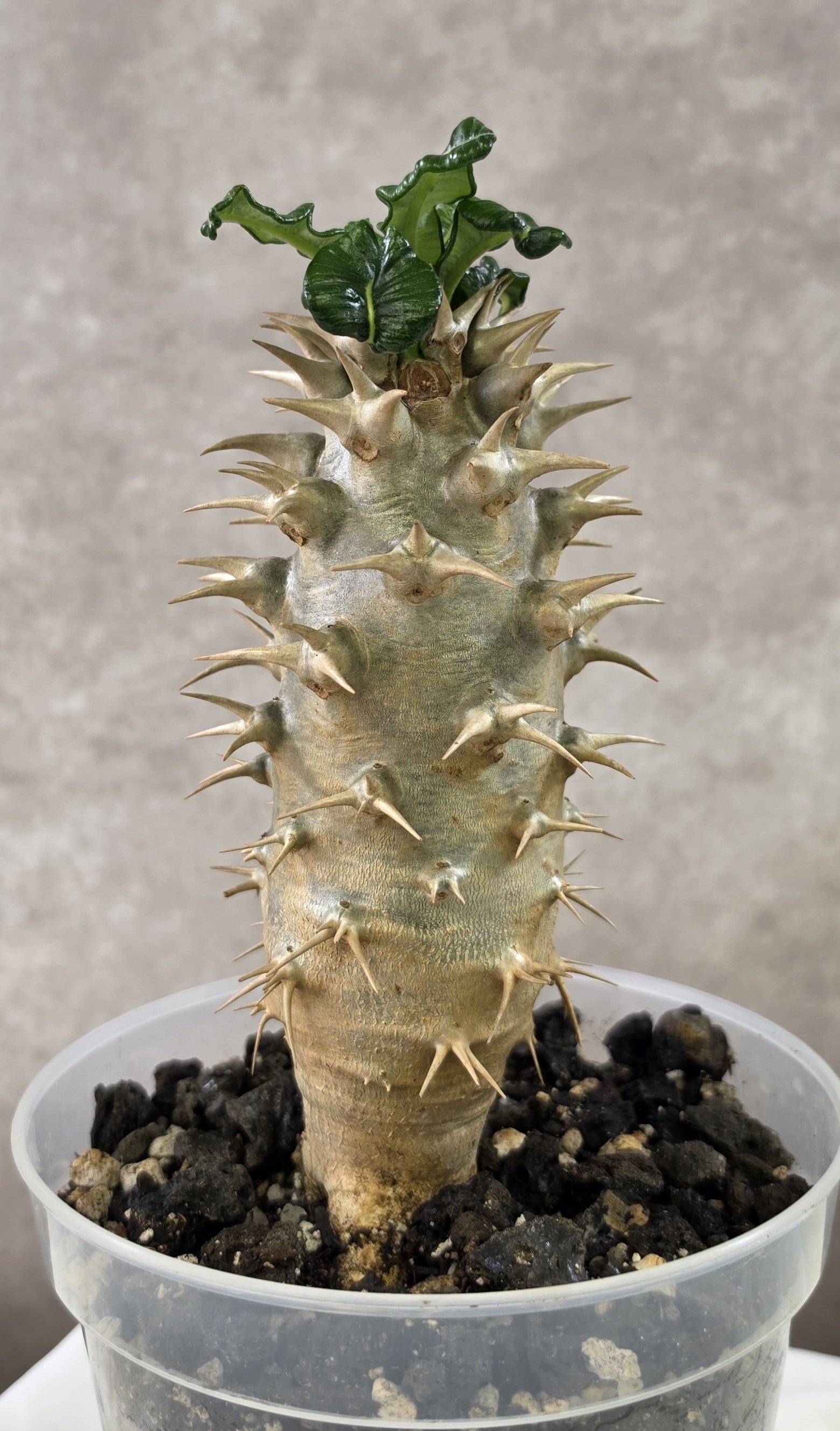 SOLD - Pachypodium Ambongense - A (Single Head)