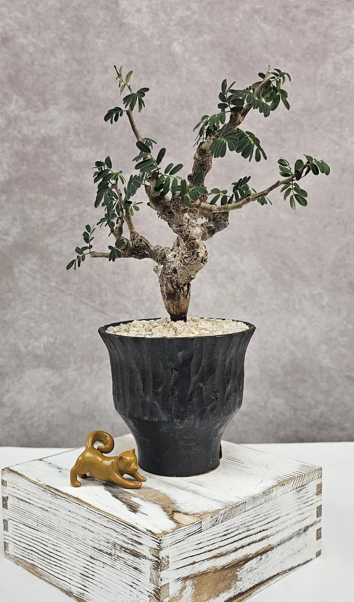 Senna Meridionalis - D