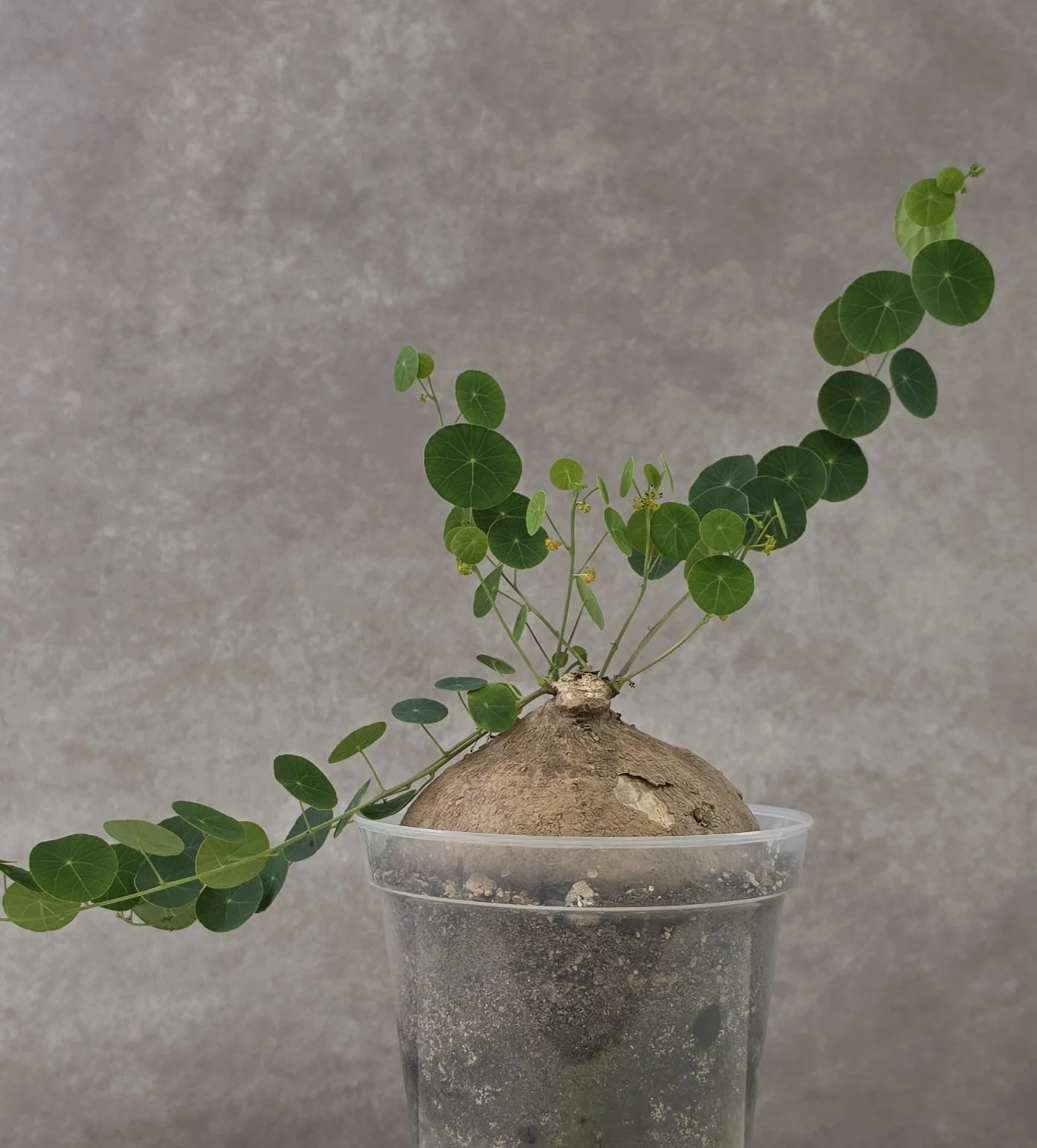 Stephania Erecta XXL (Very Heavy Male) - C