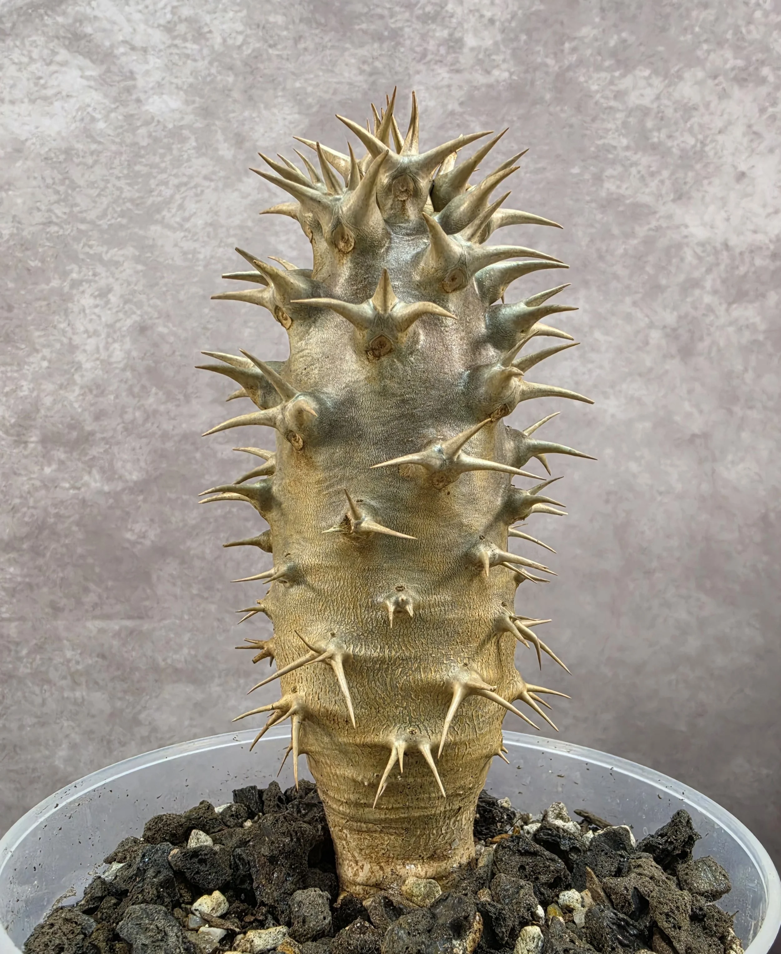 Pachypodium Ambongense - A (Single Head)