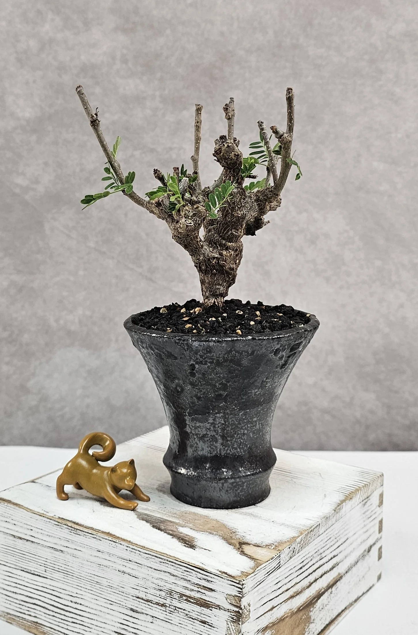 Senna Meridionalis - B