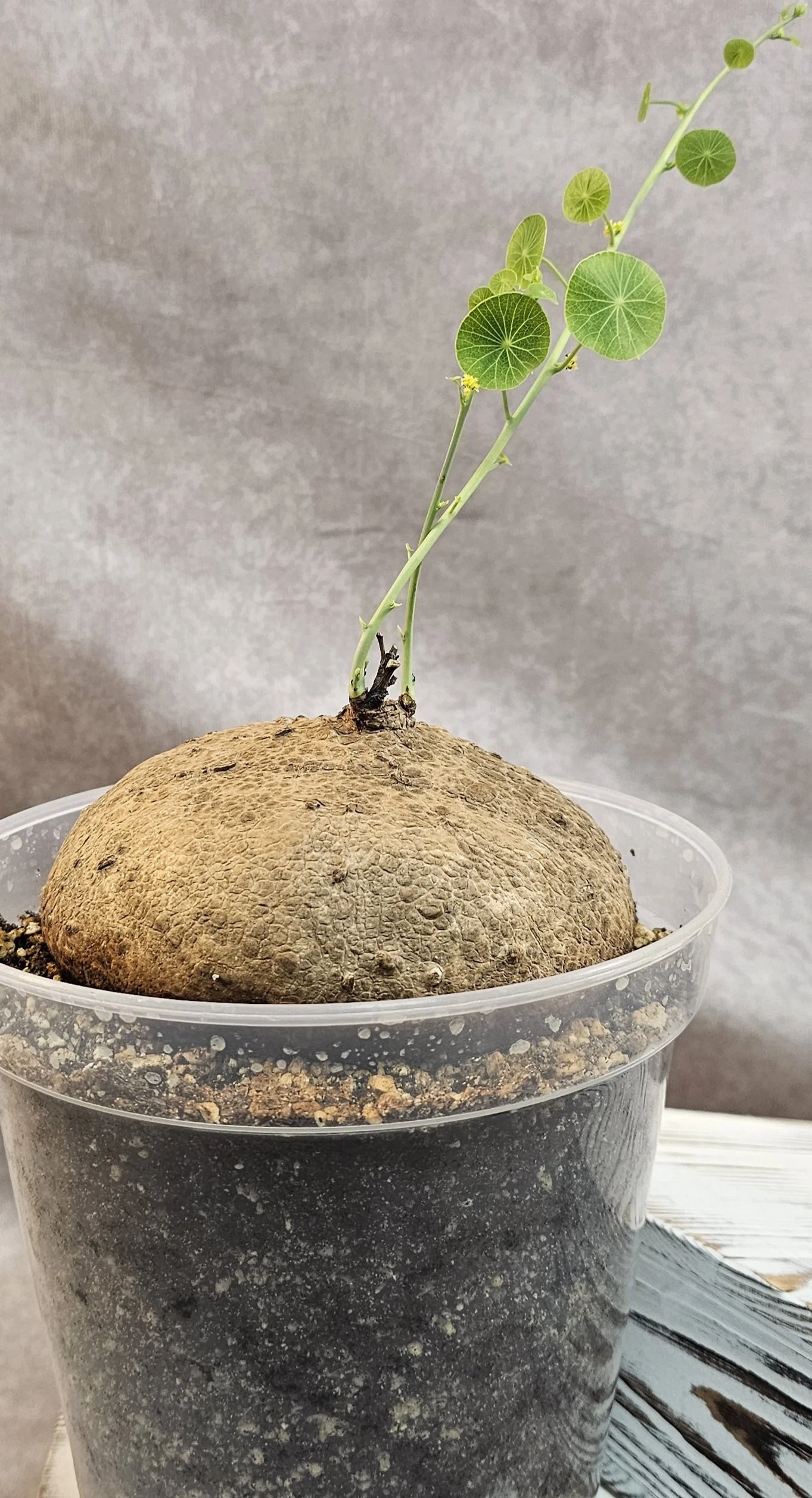 Stephania Erecta XXL (Male) - B