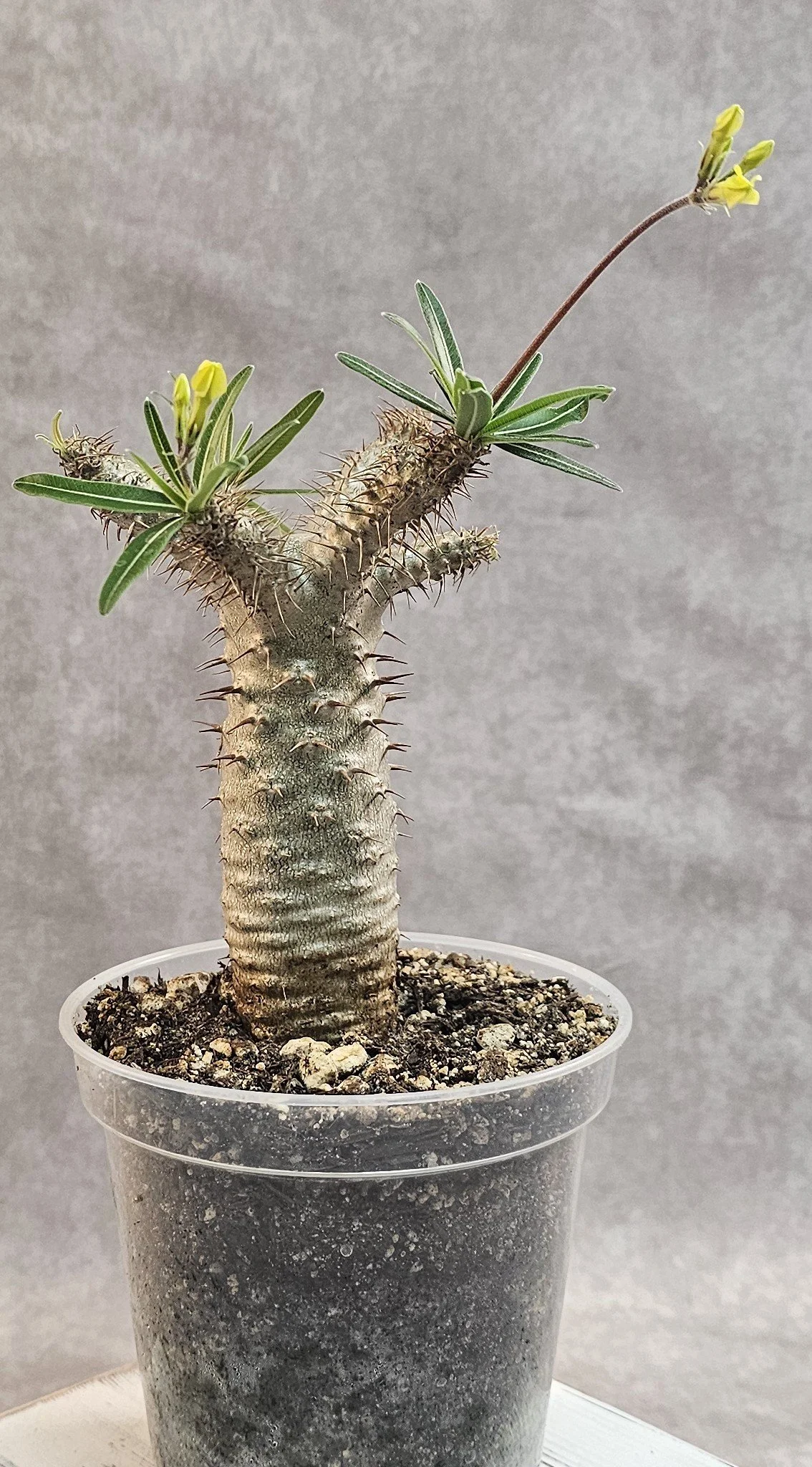 SOLD - Pachypodium Rosulatum var. Gracilius - Seedling C