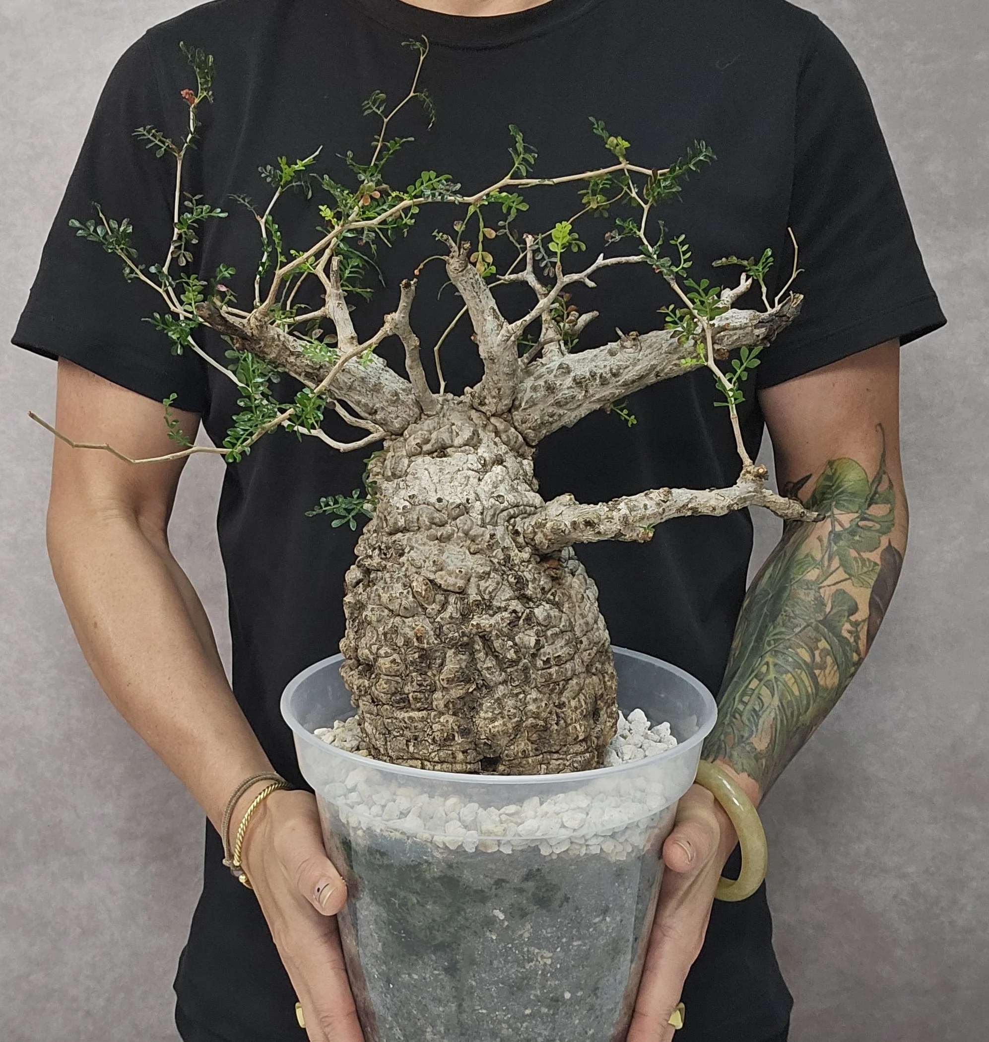 Operculicarya Pachypus - MED