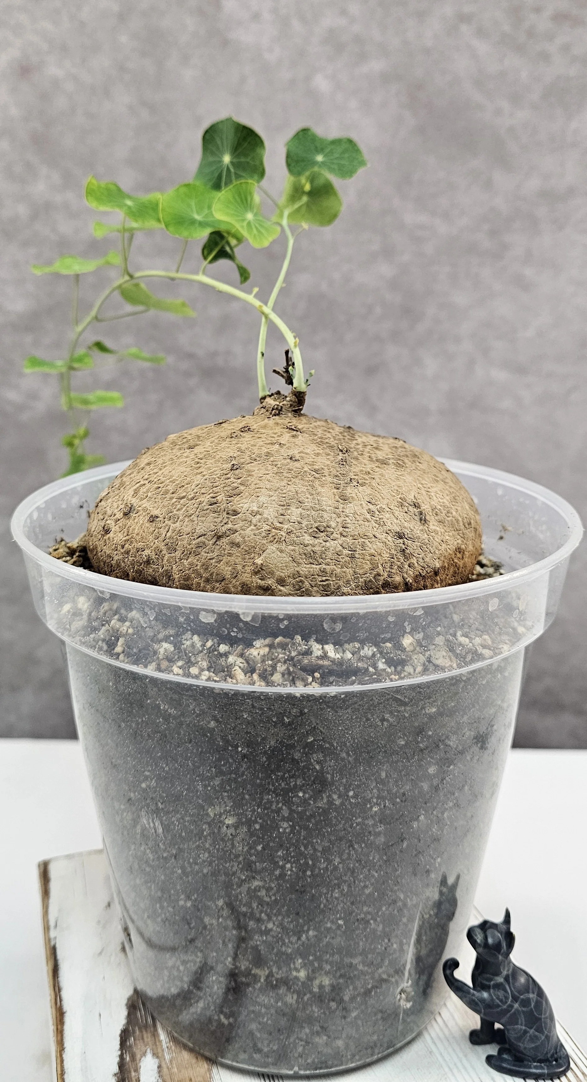 Stephania Erecta Large (Female) - B