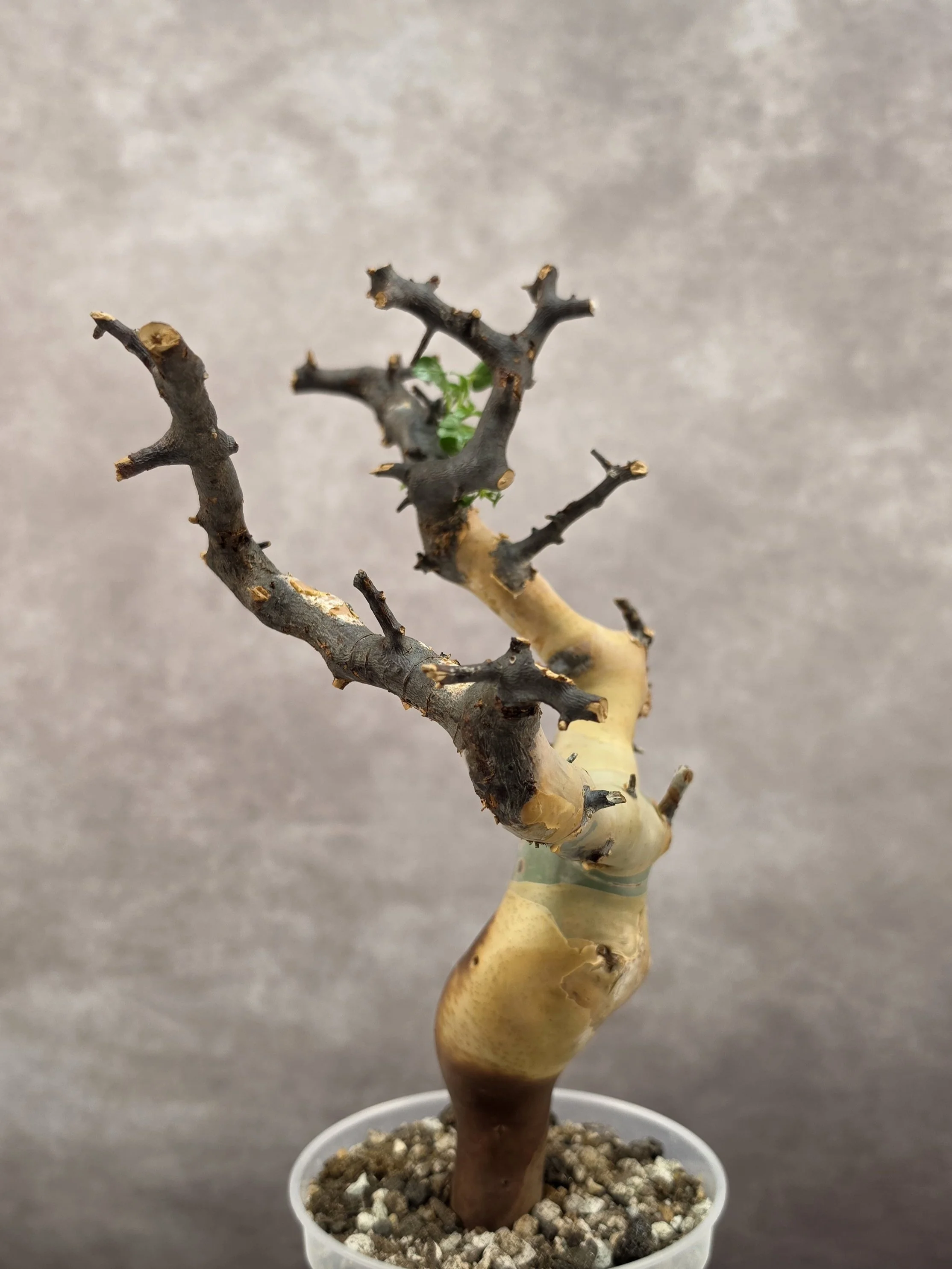 Commiphora Kataf (Somalia) - E