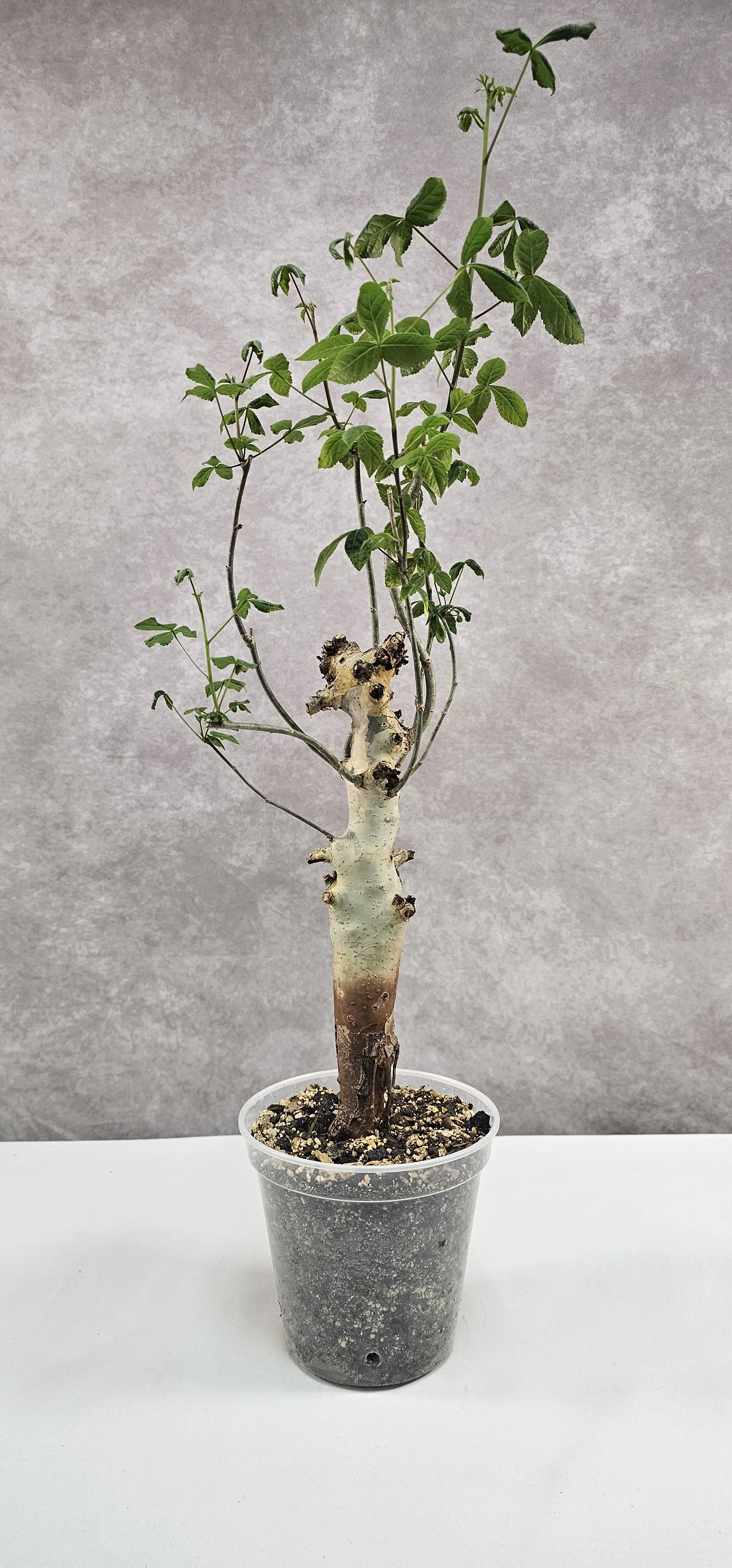 Commiphora Holtziana - A