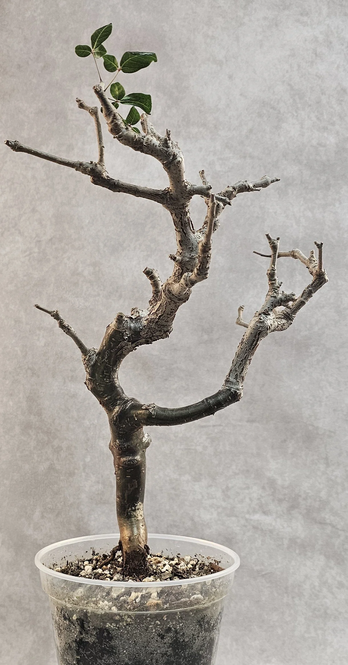 Commiphora Orbicularis - Large