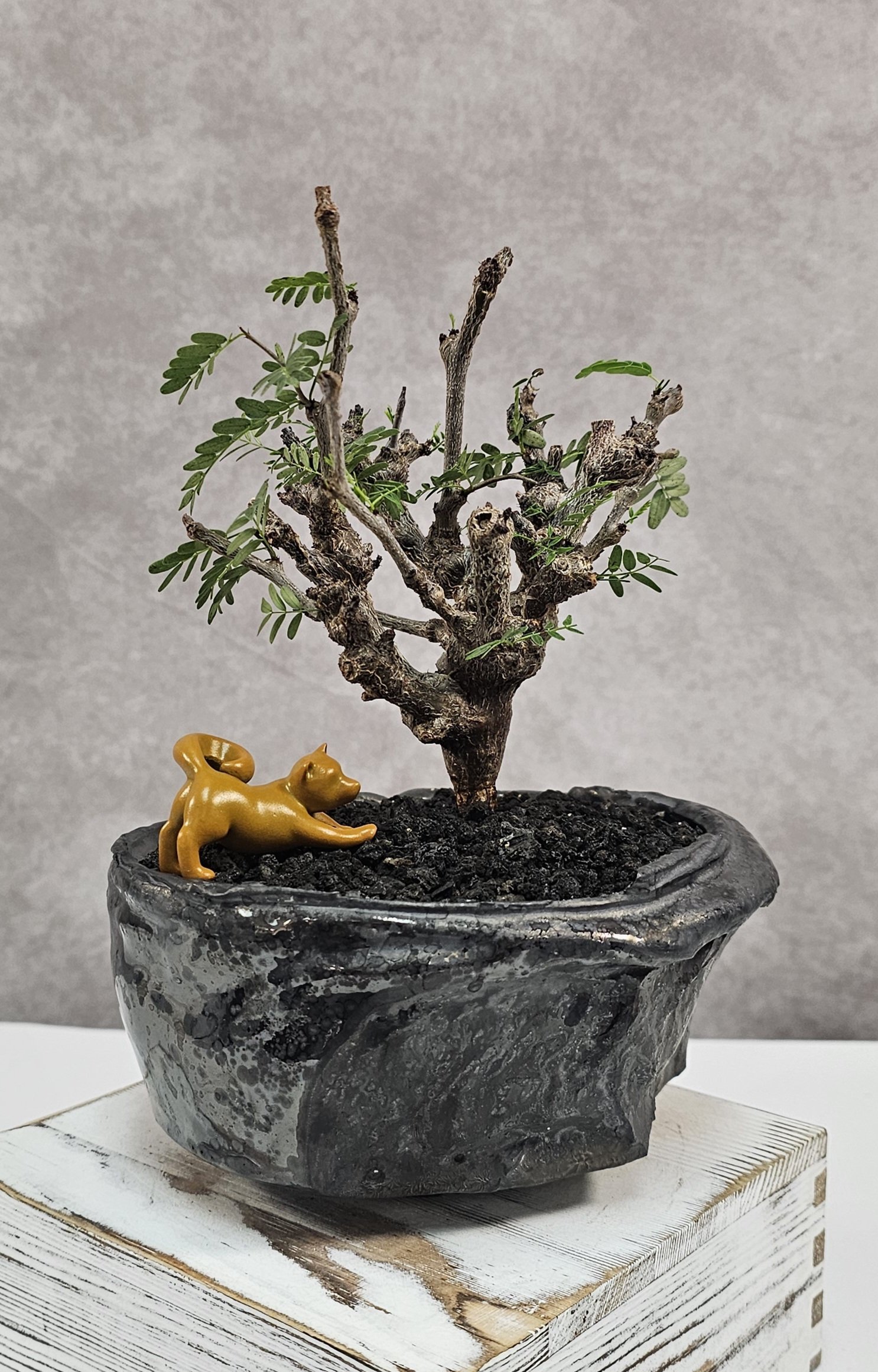 Senna Meridionalis - C