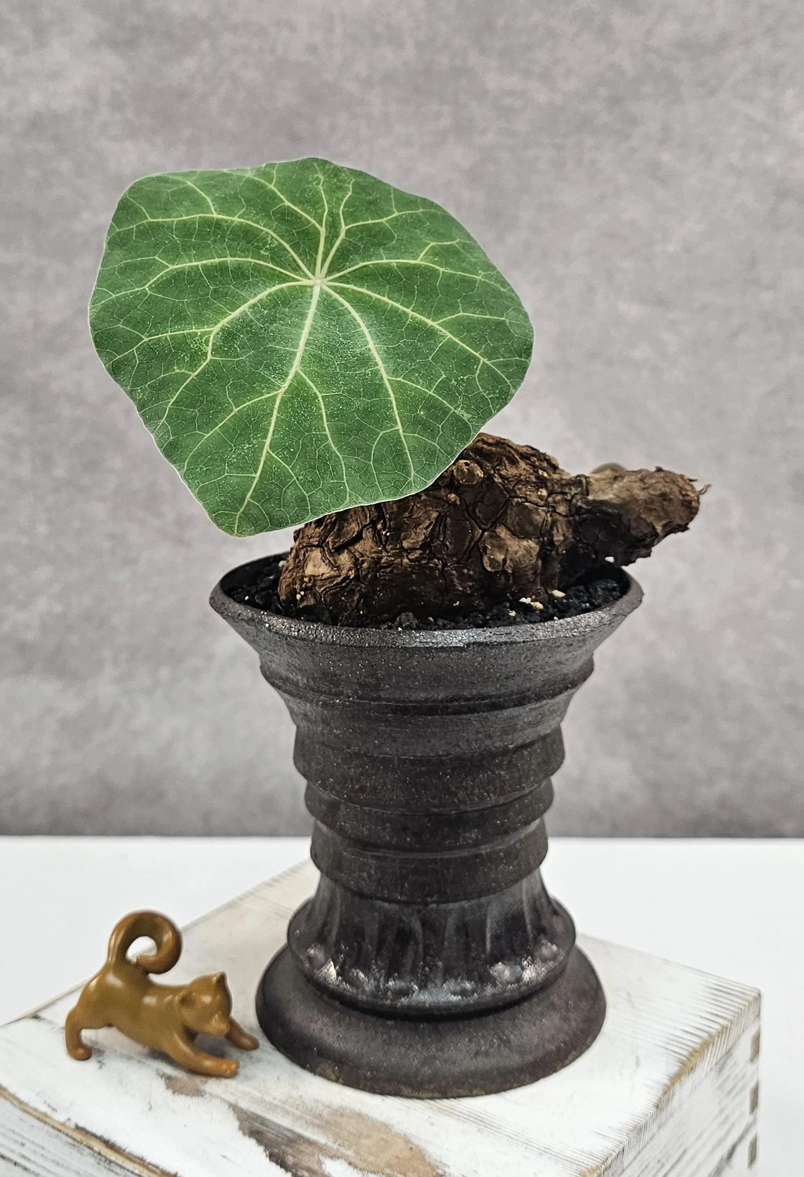 Stephania Nova (Kaweesakii) Lg Size (pot included)